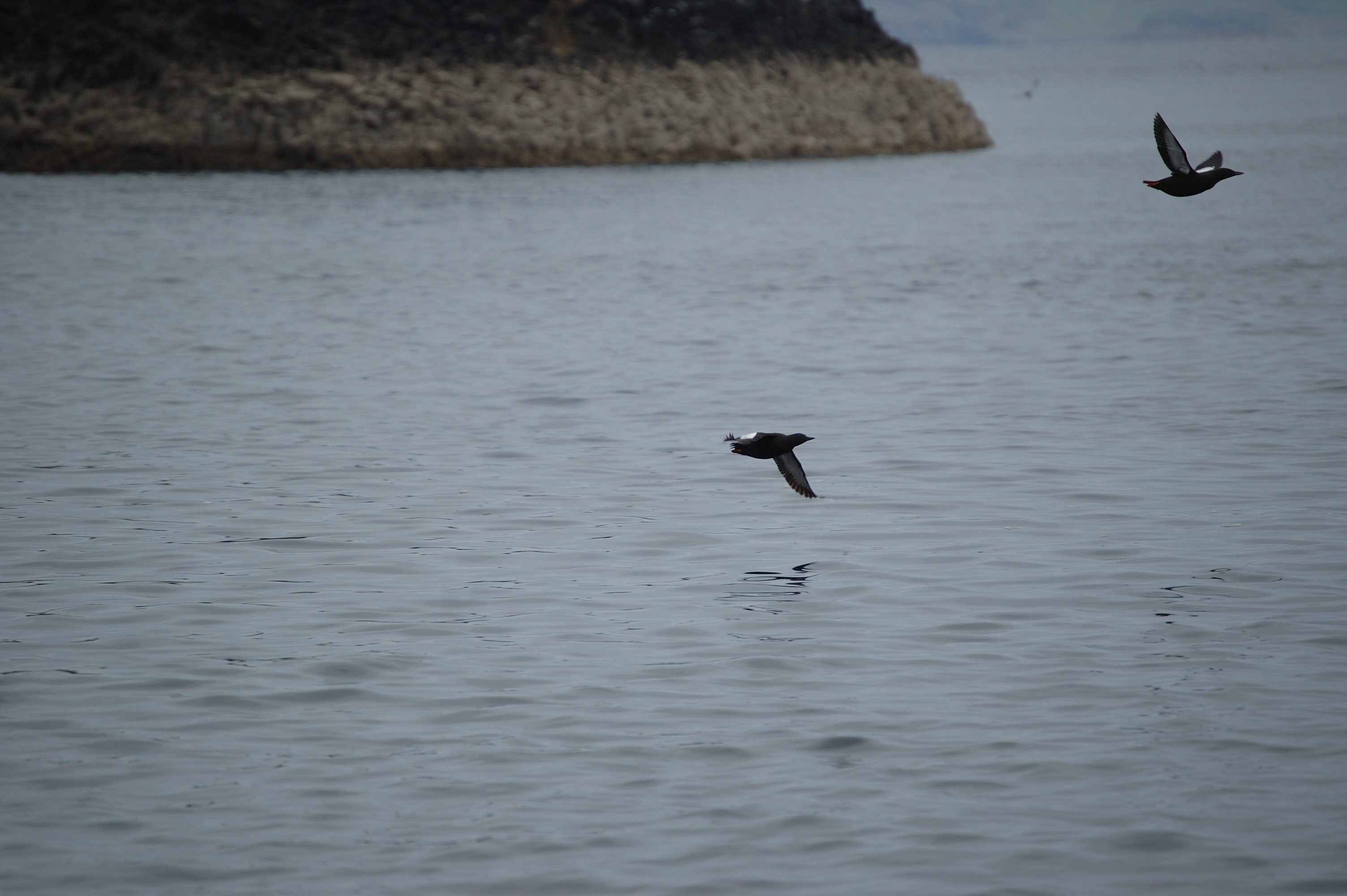 photos/wildlife/Bird_Species/070-Auks/1749-Black_Guillemot/20080515-Staffa-03.jpg