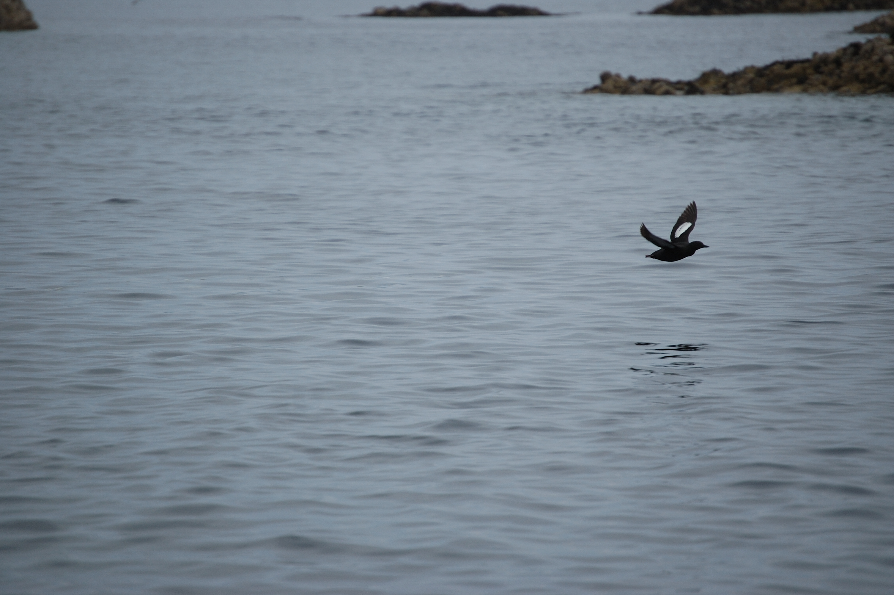 photos/wildlife/Bird_Species/070-Auks/1749-Black_Guillemot/20080515-Staffa-04.jpg