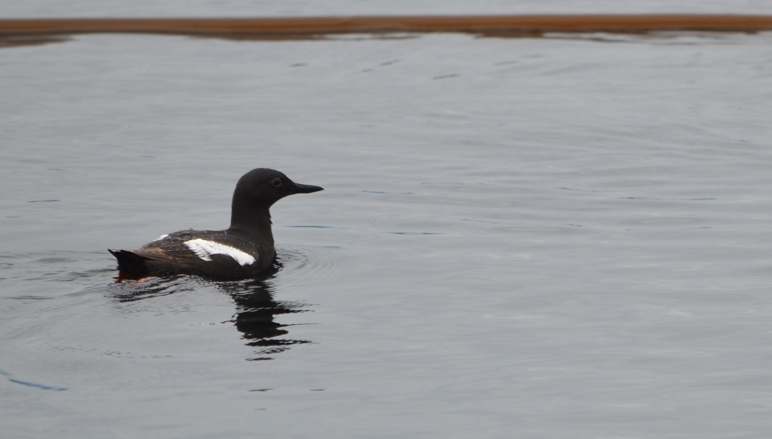 photos/wildlife/Bird_Species/070-Auks/1750-Pigeon_Guillemot/DSC_0236_small.jpg