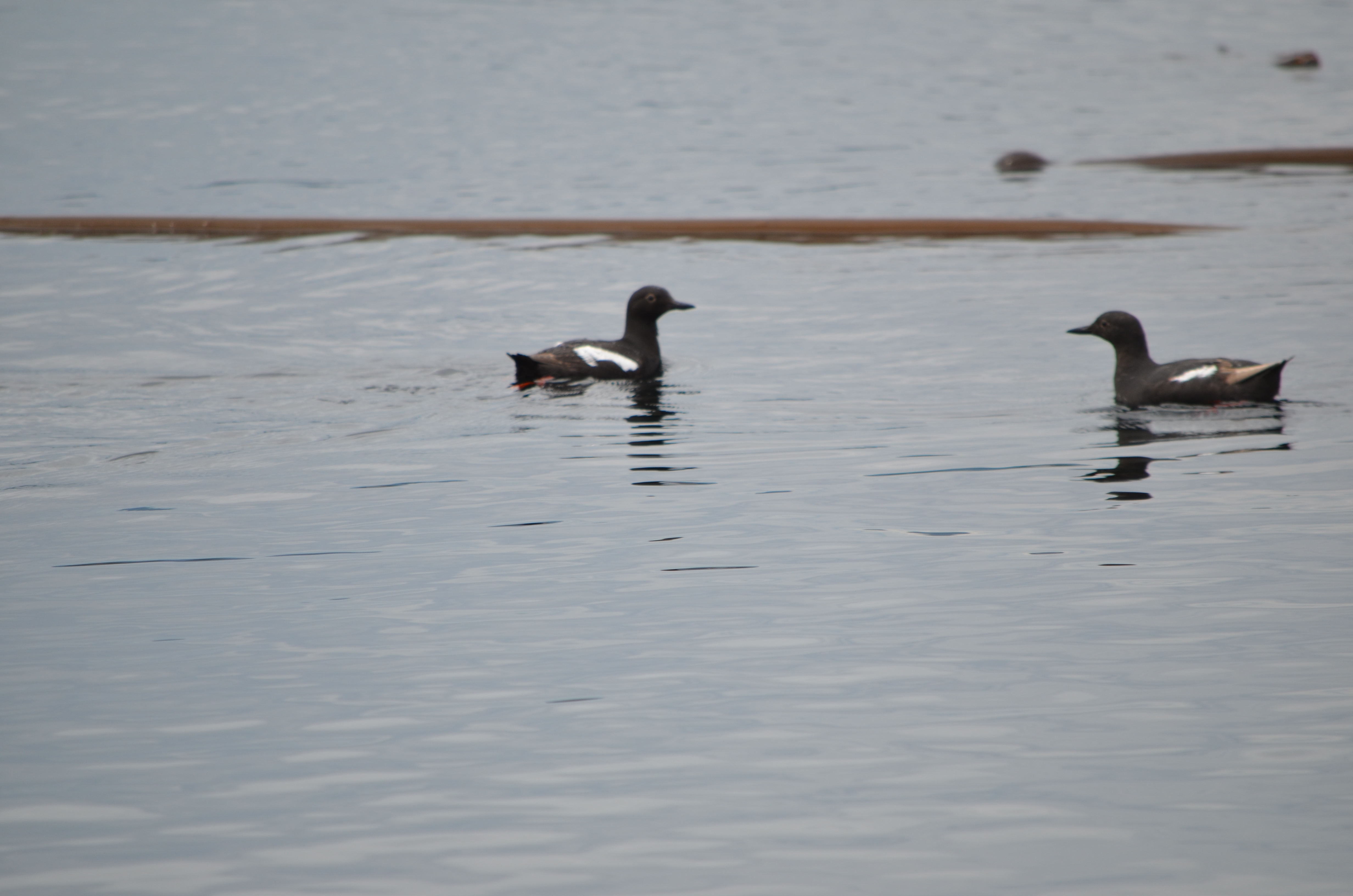photos/wildlife/Bird_Species/070-Auks/1750-Pigeon_Guillemot/DSC_0237.JPG