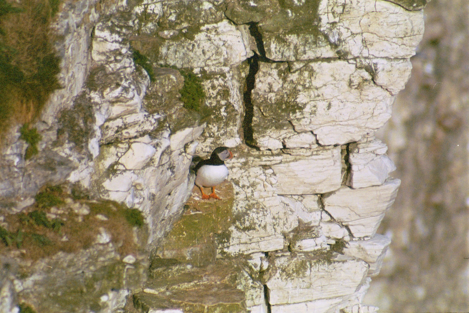 photos/wildlife/Bird_Species/070-Auks/1764-Atlantic_Puffin/20030426-Bempton-01.jpg