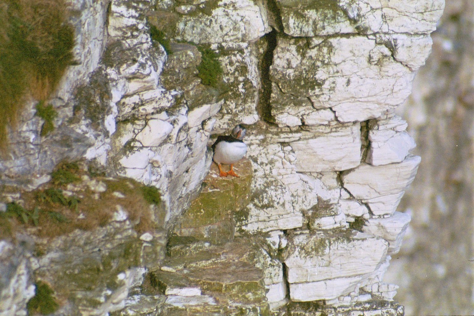 photos/wildlife/Bird_Species/070-Auks/1764-Atlantic_Puffin/20030426-Bempton-03.jpg