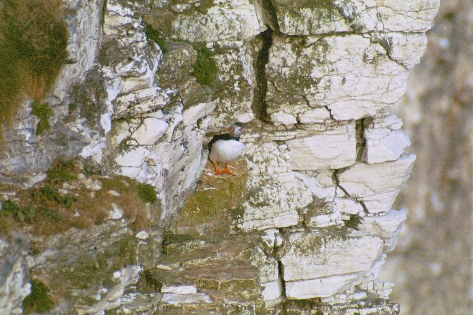 photos/wildlife/Bird_Species/070-Auks/1764-Atlantic_Puffin/20030426-Bempton-04.jpg