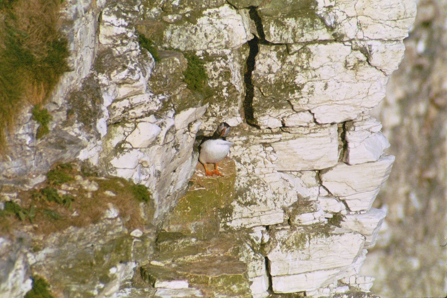 photos/wildlife/Bird_Species/070-Auks/1764-Atlantic_Puffin/20030426-Bempton-05.jpg