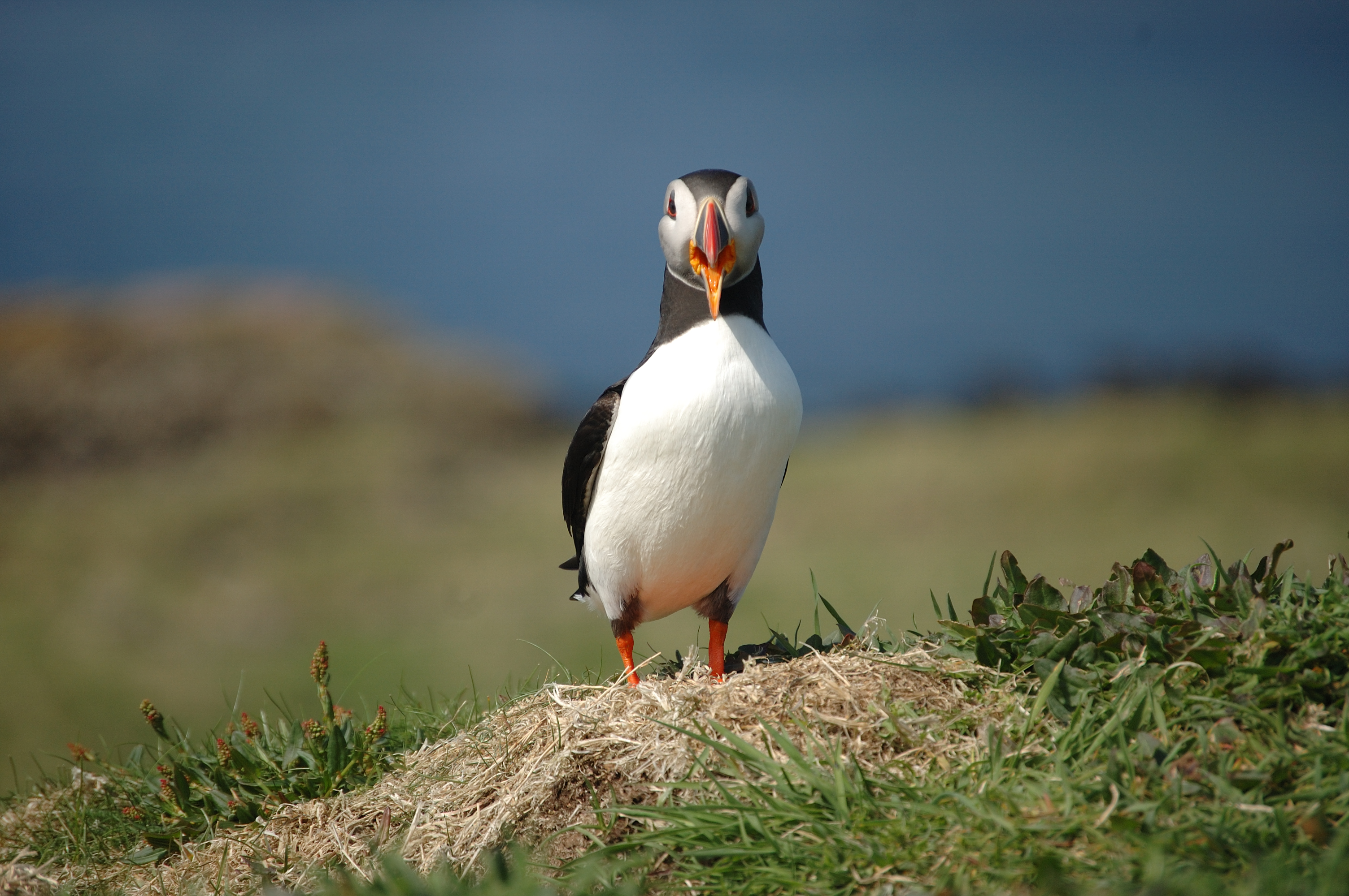 photos/wildlife/Bird_Species/070-Auks/1764-Atlantic_Puffin/20080515-Lunga-01.jpg