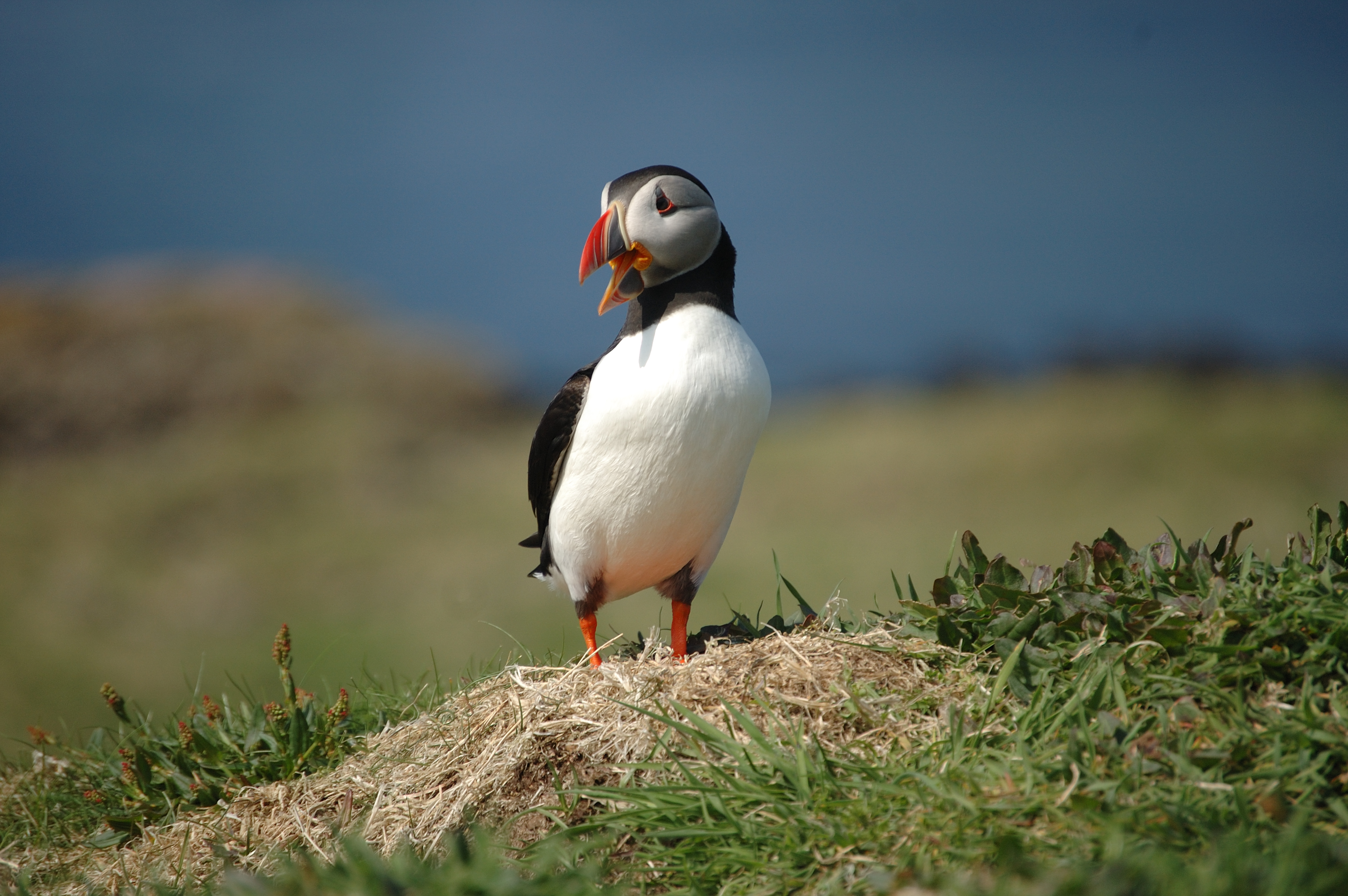 photos/wildlife/Bird_Species/070-Auks/1764-Atlantic_Puffin/20080515-Lunga-02.jpg