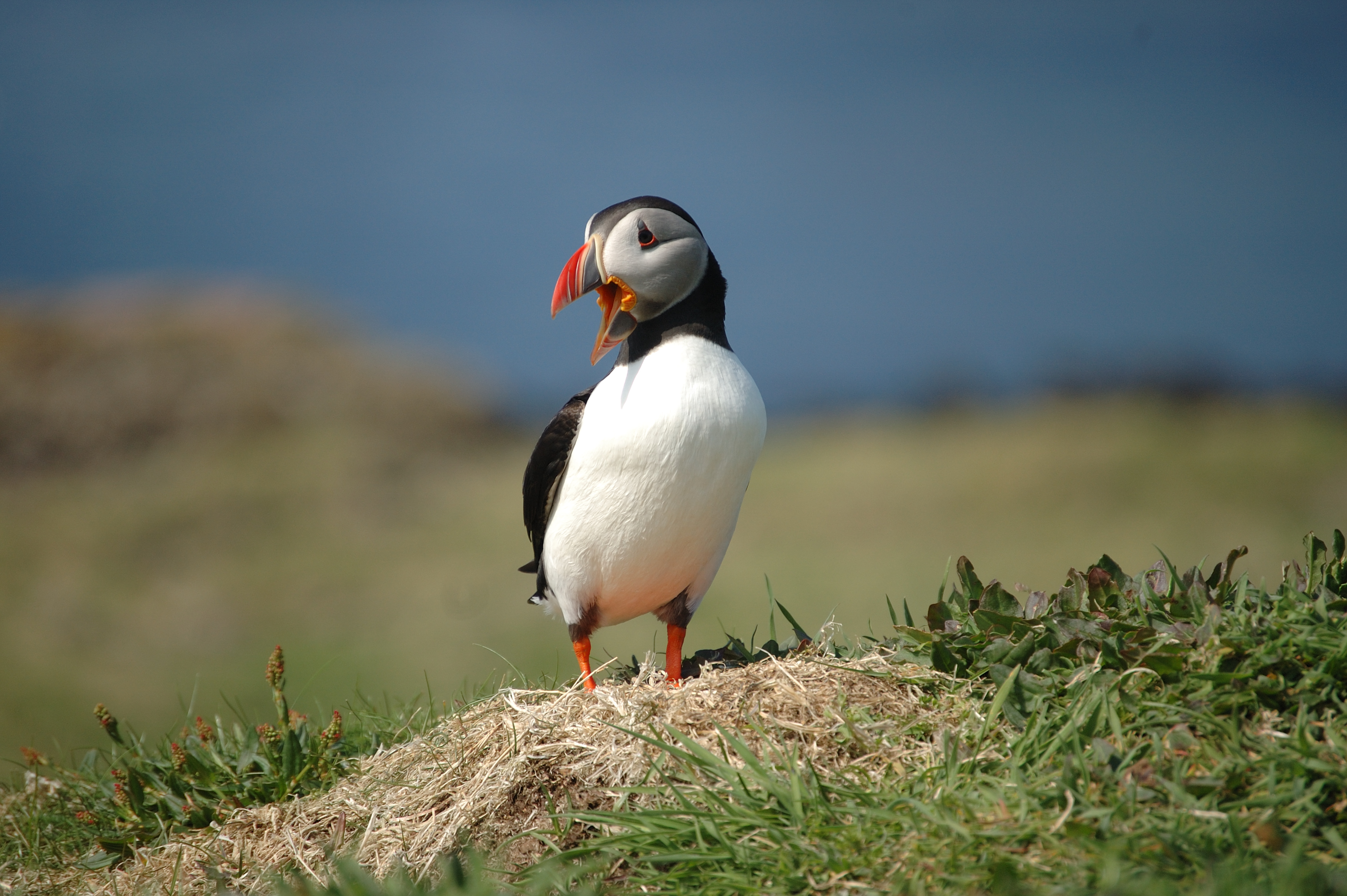 photos/wildlife/Bird_Species/070-Auks/1764-Atlantic_Puffin/20080515-Lunga-03.jpg