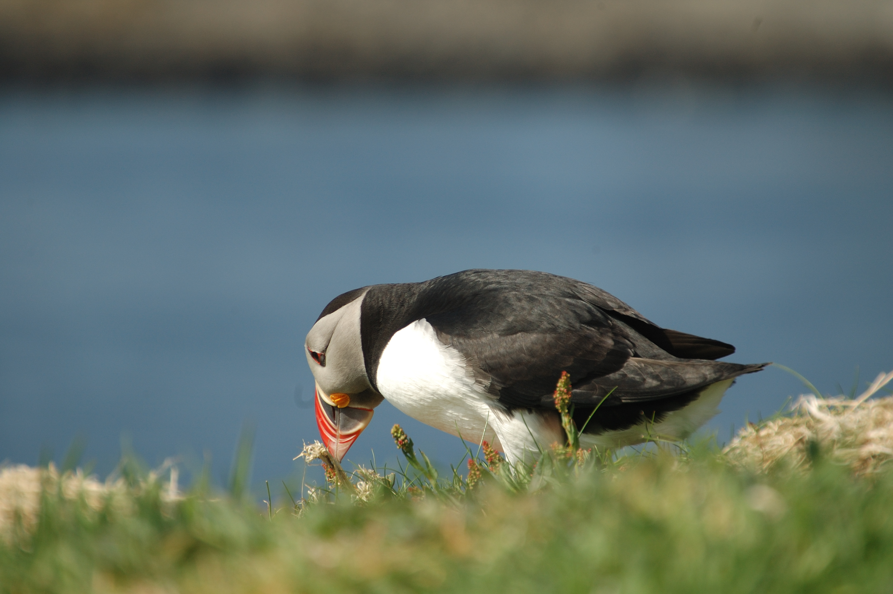 photos/wildlife/Bird_Species/070-Auks/1764-Atlantic_Puffin/20080515-Lunga-04.jpg
