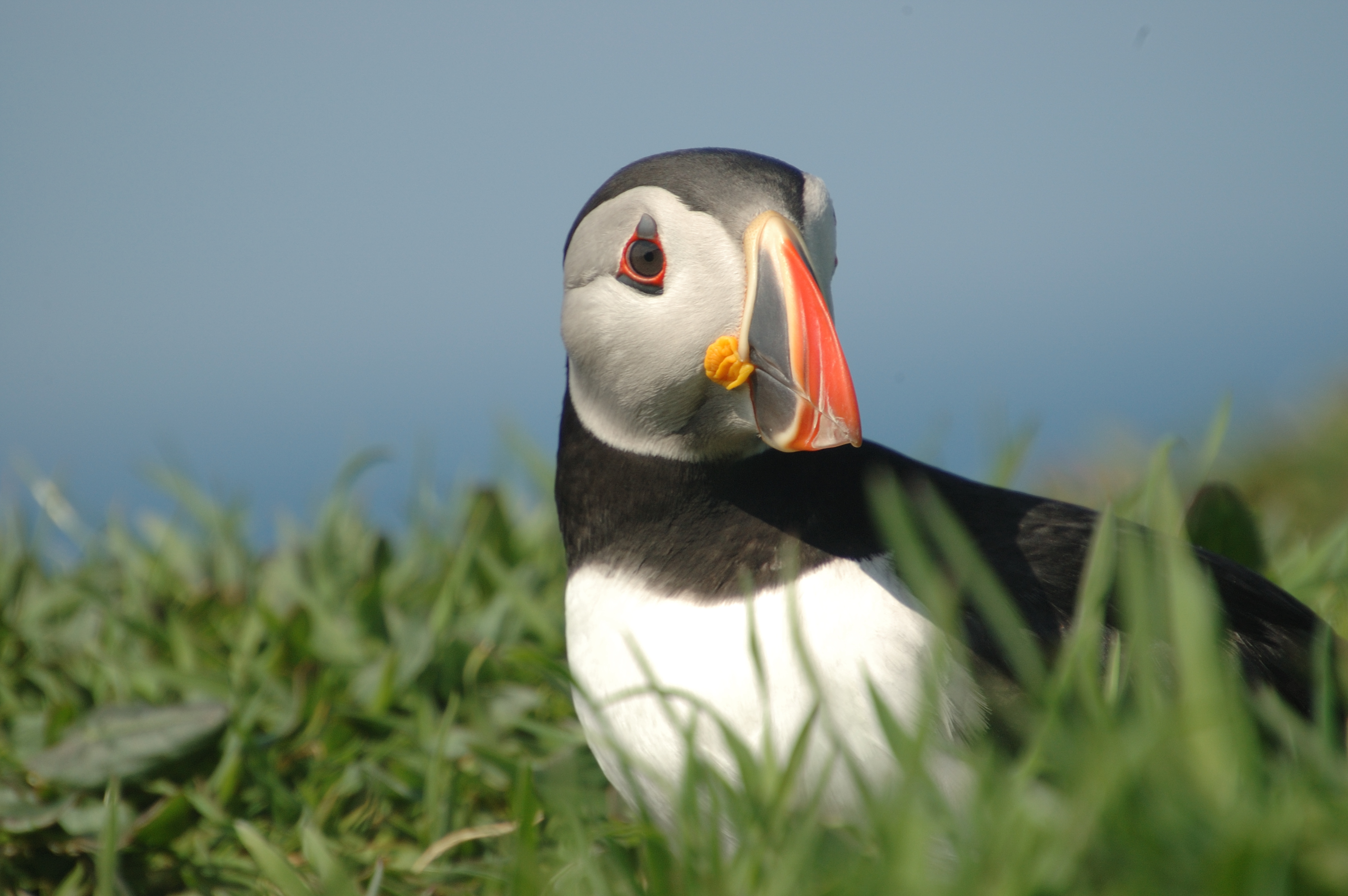 photos/wildlife/Bird_Species/070-Auks/1764-Atlantic_Puffin/20080515-Lunga-05.jpg