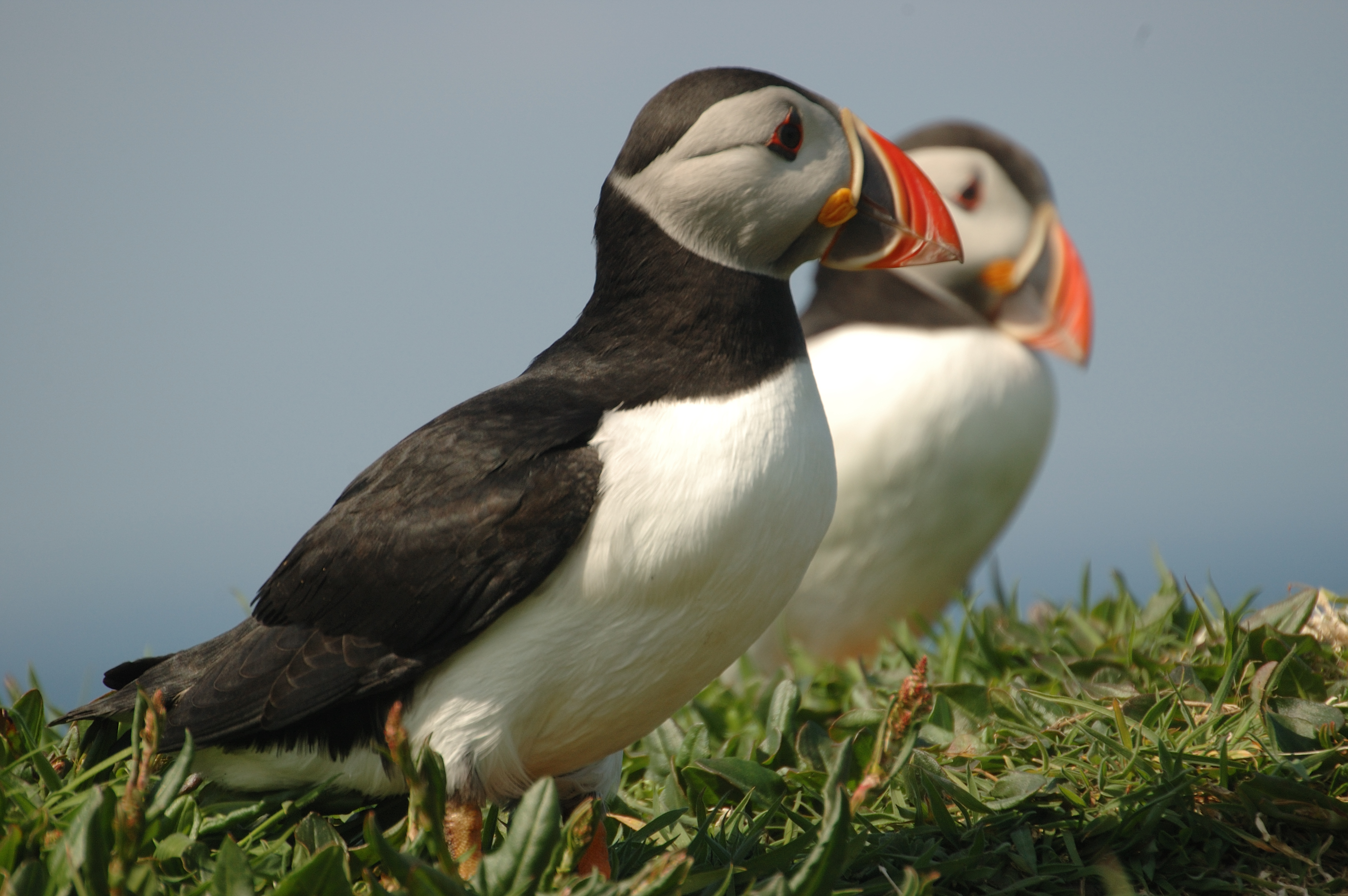 photos/wildlife/Bird_Species/070-Auks/1764-Atlantic_Puffin/20080515-Lunga-06.jpg