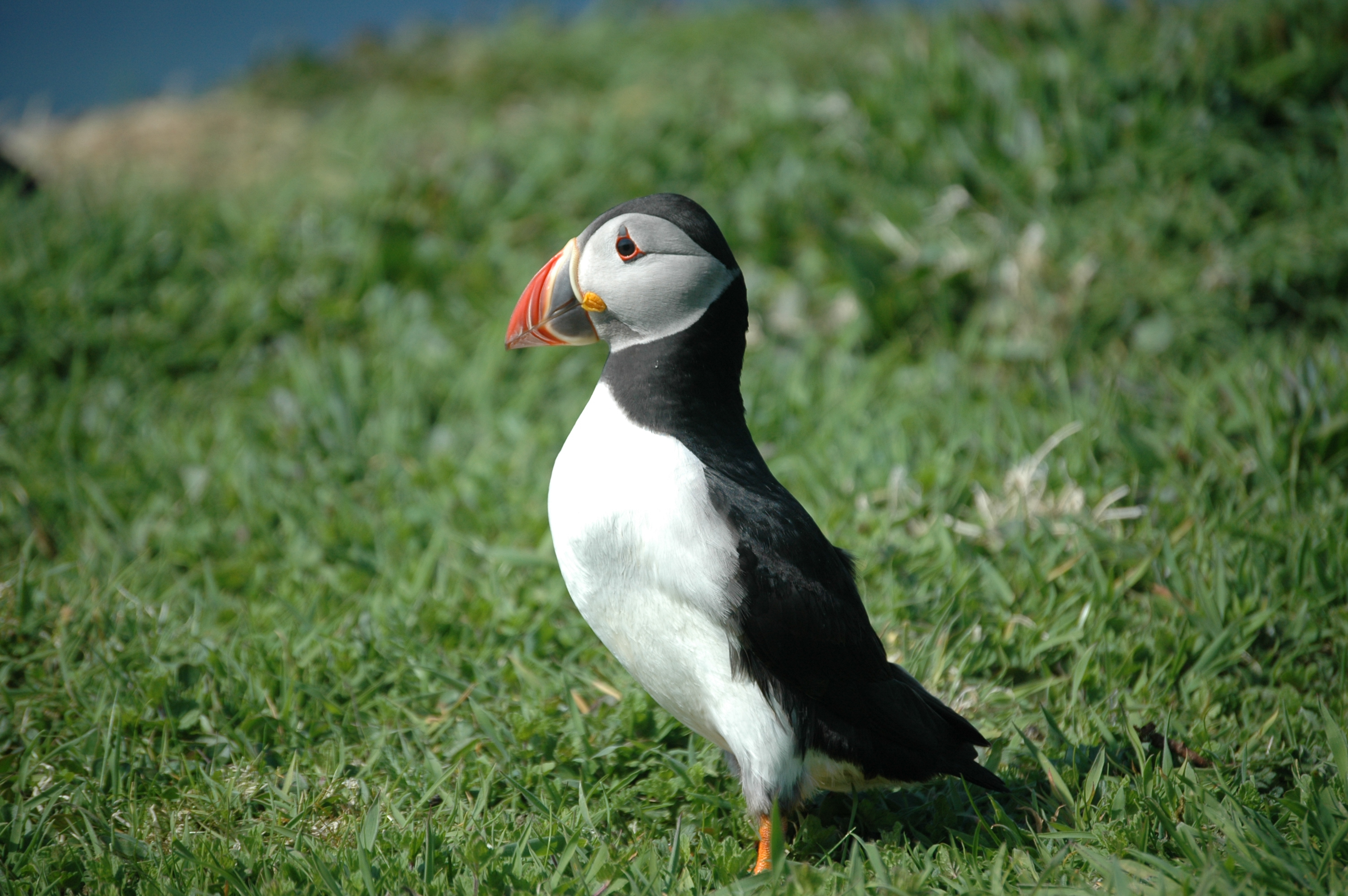 photos/wildlife/Bird_Species/070-Auks/1764-Atlantic_Puffin/20080515-Lunga-09.jpg