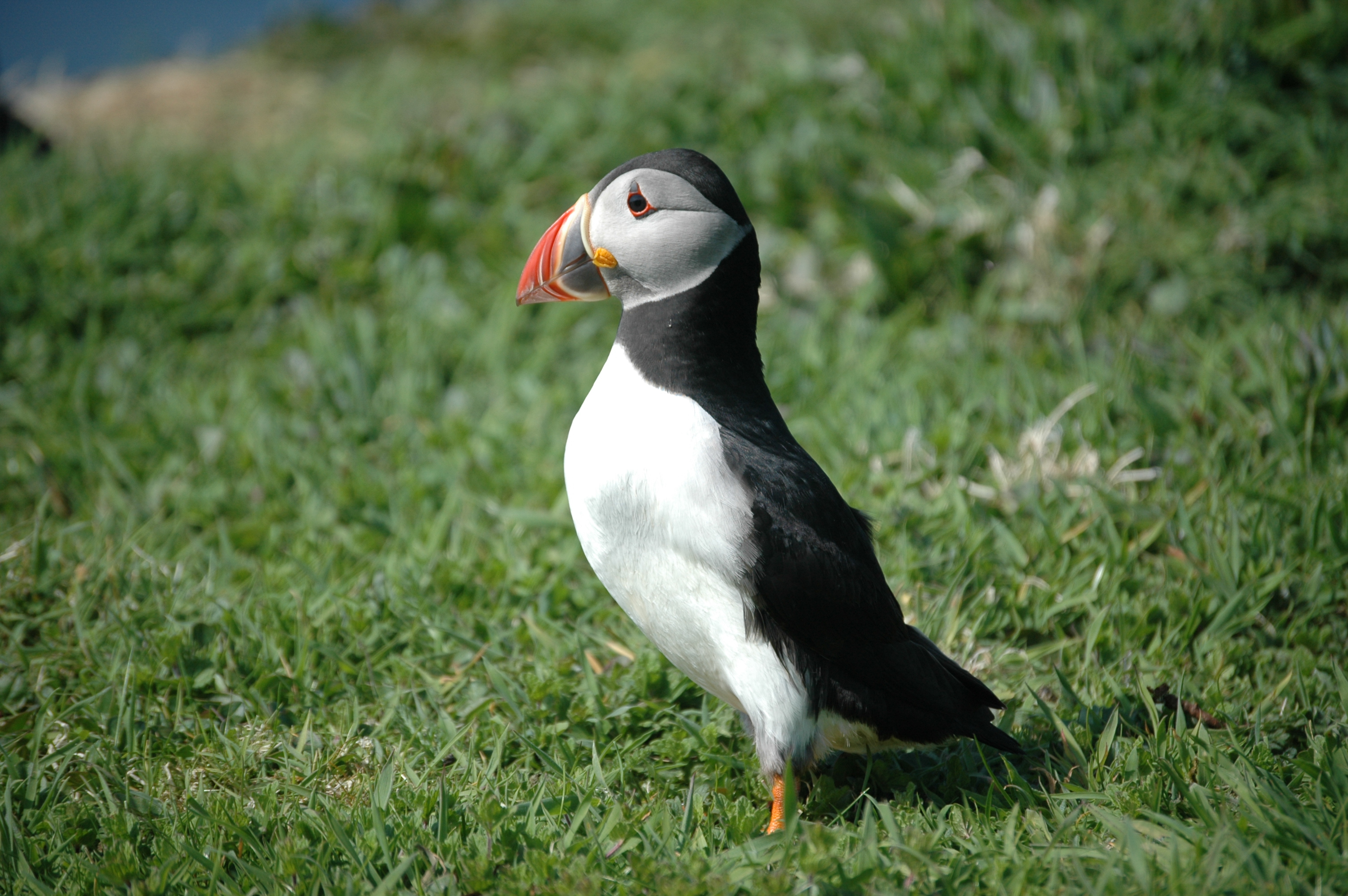 photos/wildlife/Bird_Species/070-Auks/1764-Atlantic_Puffin/20080515-Lunga-10.jpg