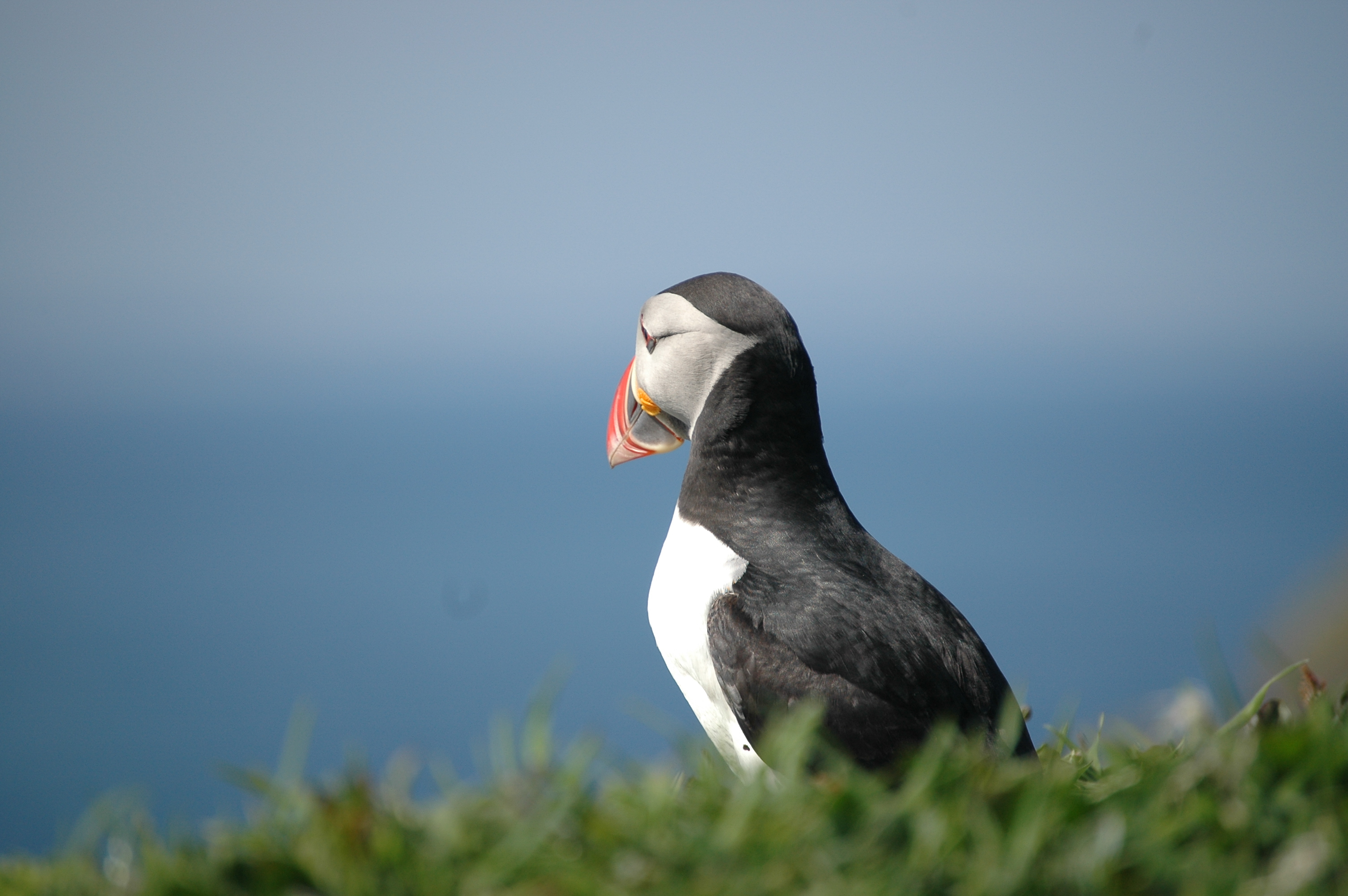 photos/wildlife/Bird_Species/070-Auks/1764-Atlantic_Puffin/20080515-Lunga-11.jpg