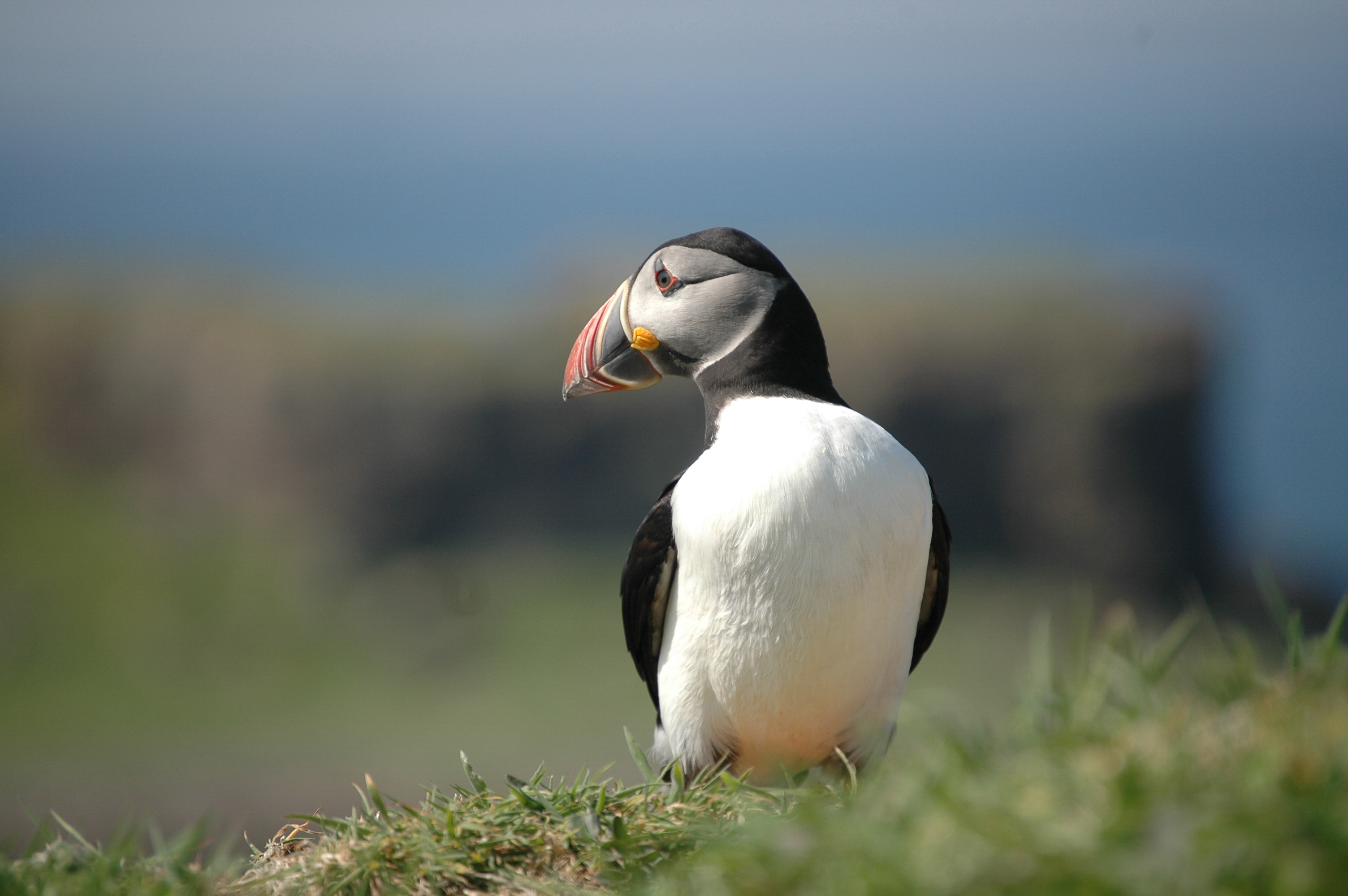 photos/wildlife/Bird_Species/070-Auks/1764-Atlantic_Puffin/20080515-Lunga-12.jpg
