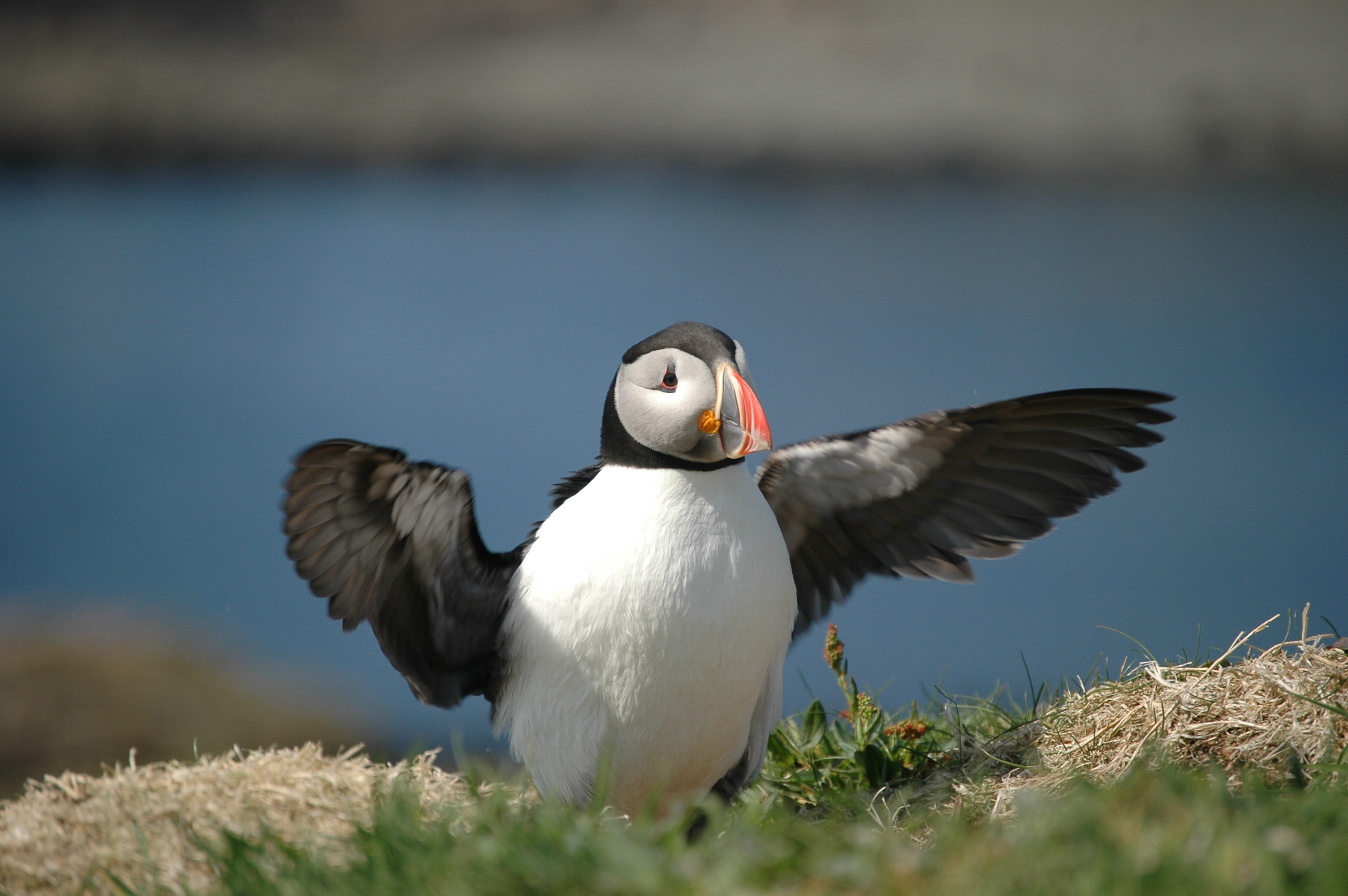 photos/wildlife/Bird_Species/070-Auks/1764-Atlantic_Puffin/20080515-Lunga-13.jpg