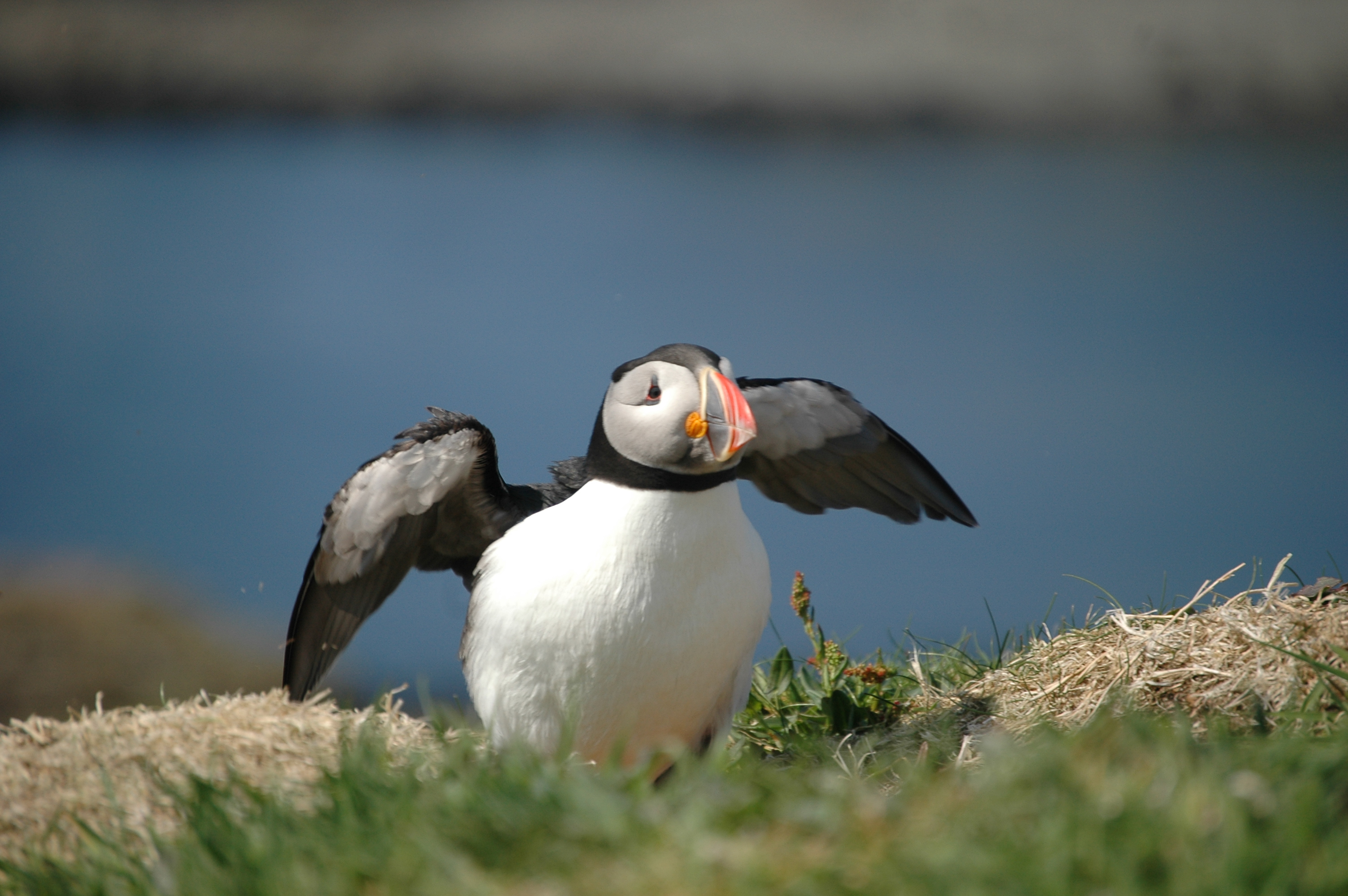 photos/wildlife/Bird_Species/070-Auks/1764-Atlantic_Puffin/20080515-Lunga-14.jpg