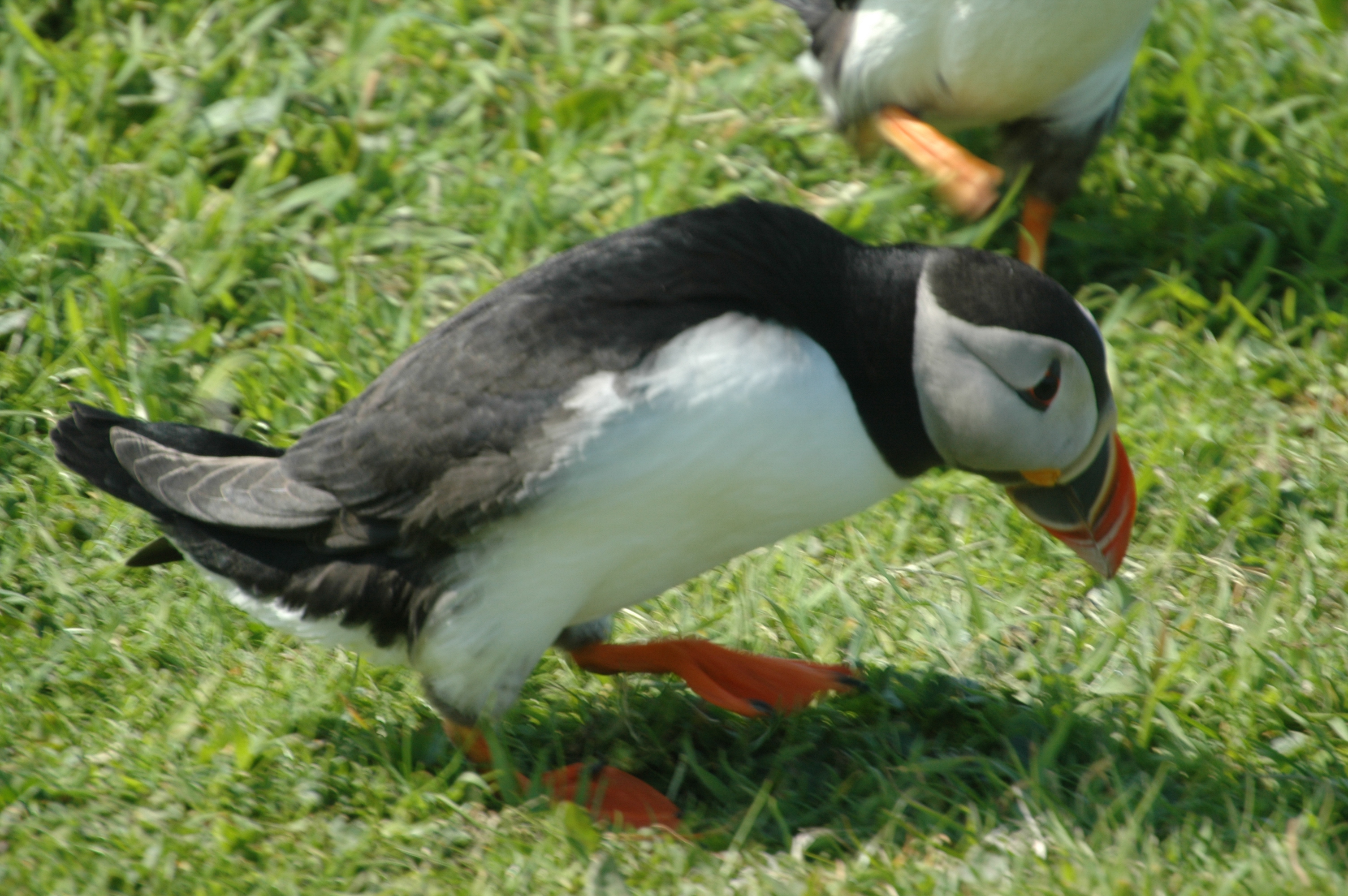 photos/wildlife/Bird_Species/070-Auks/1764-Atlantic_Puffin/20080515-Lunga-15.jpg