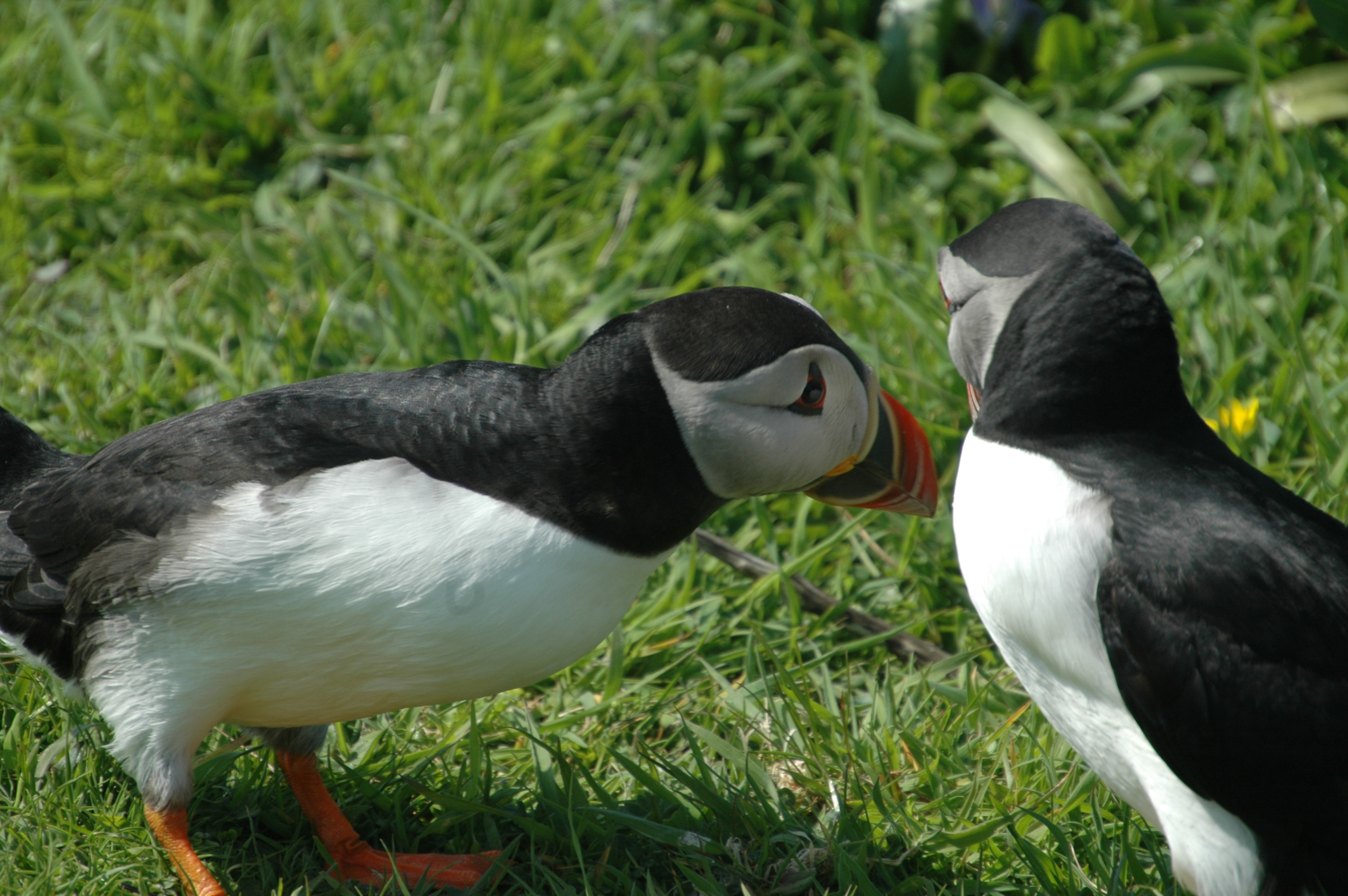 photos/wildlife/Bird_Species/070-Auks/1764-Atlantic_Puffin/20080515-Lunga-16.jpg