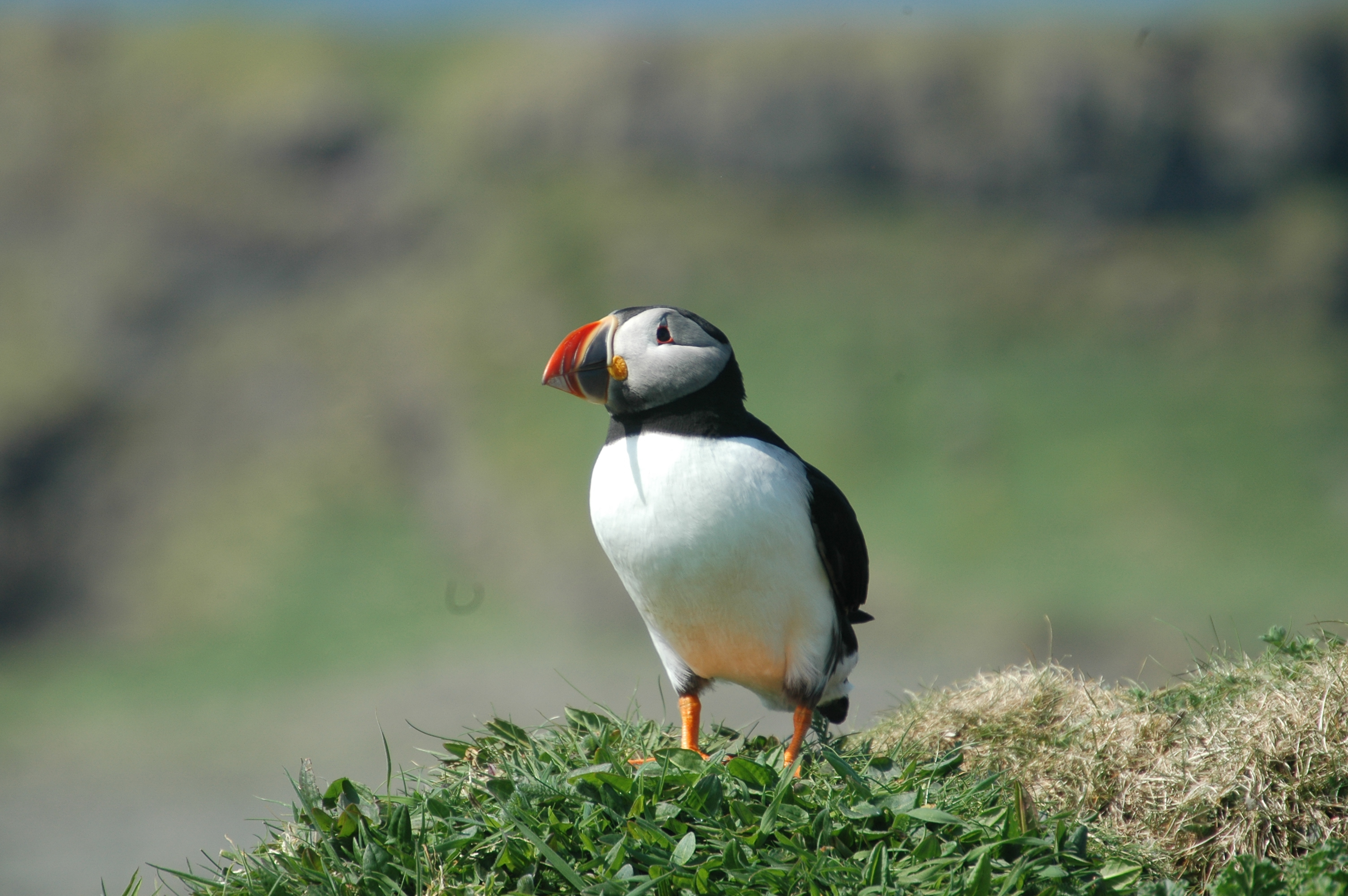 photos/wildlife/Bird_Species/070-Auks/1764-Atlantic_Puffin/20080515-Lunga-17.jpg