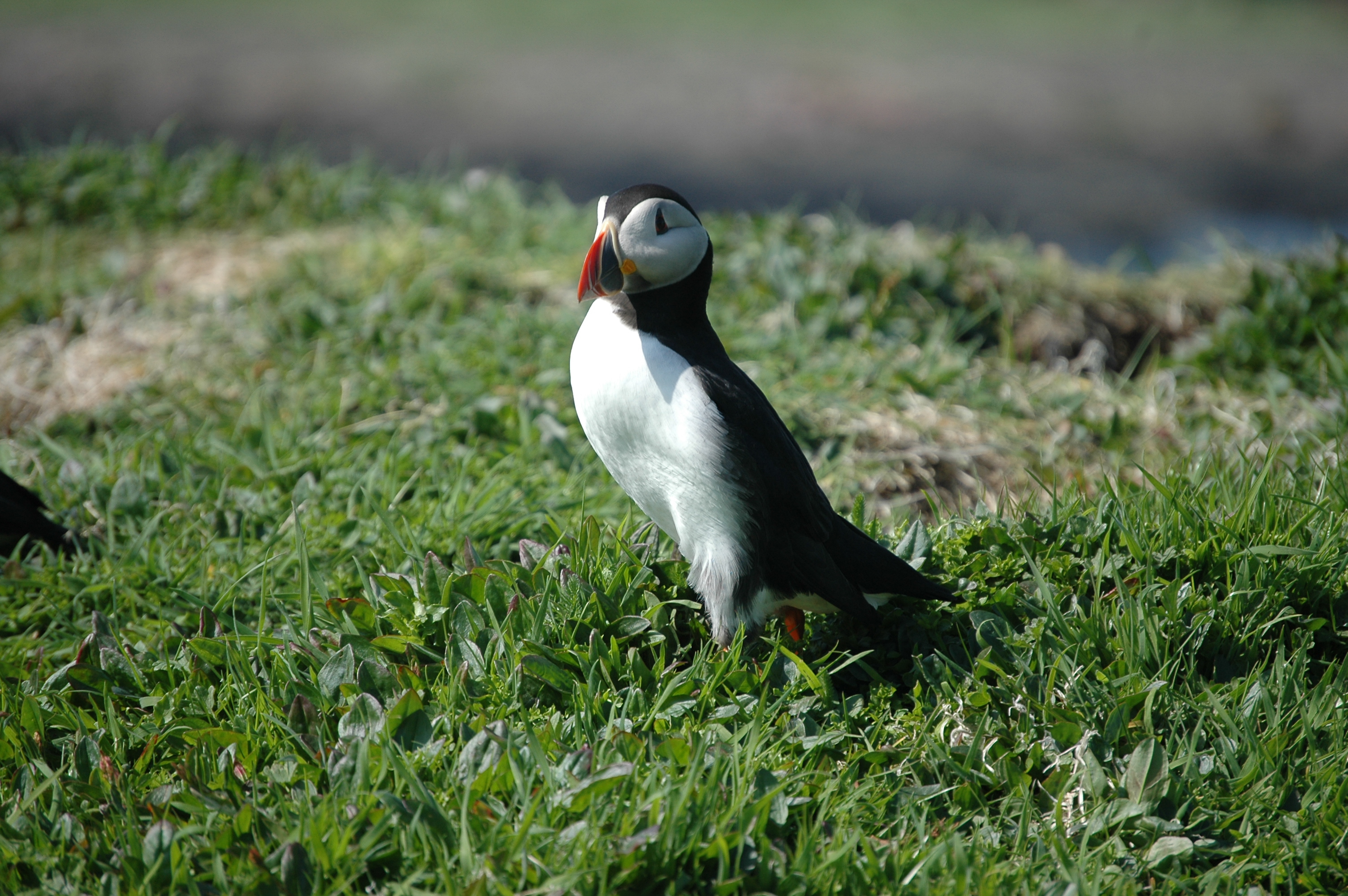 photos/wildlife/Bird_Species/070-Auks/1764-Atlantic_Puffin/20080515-Lunga-18.jpg