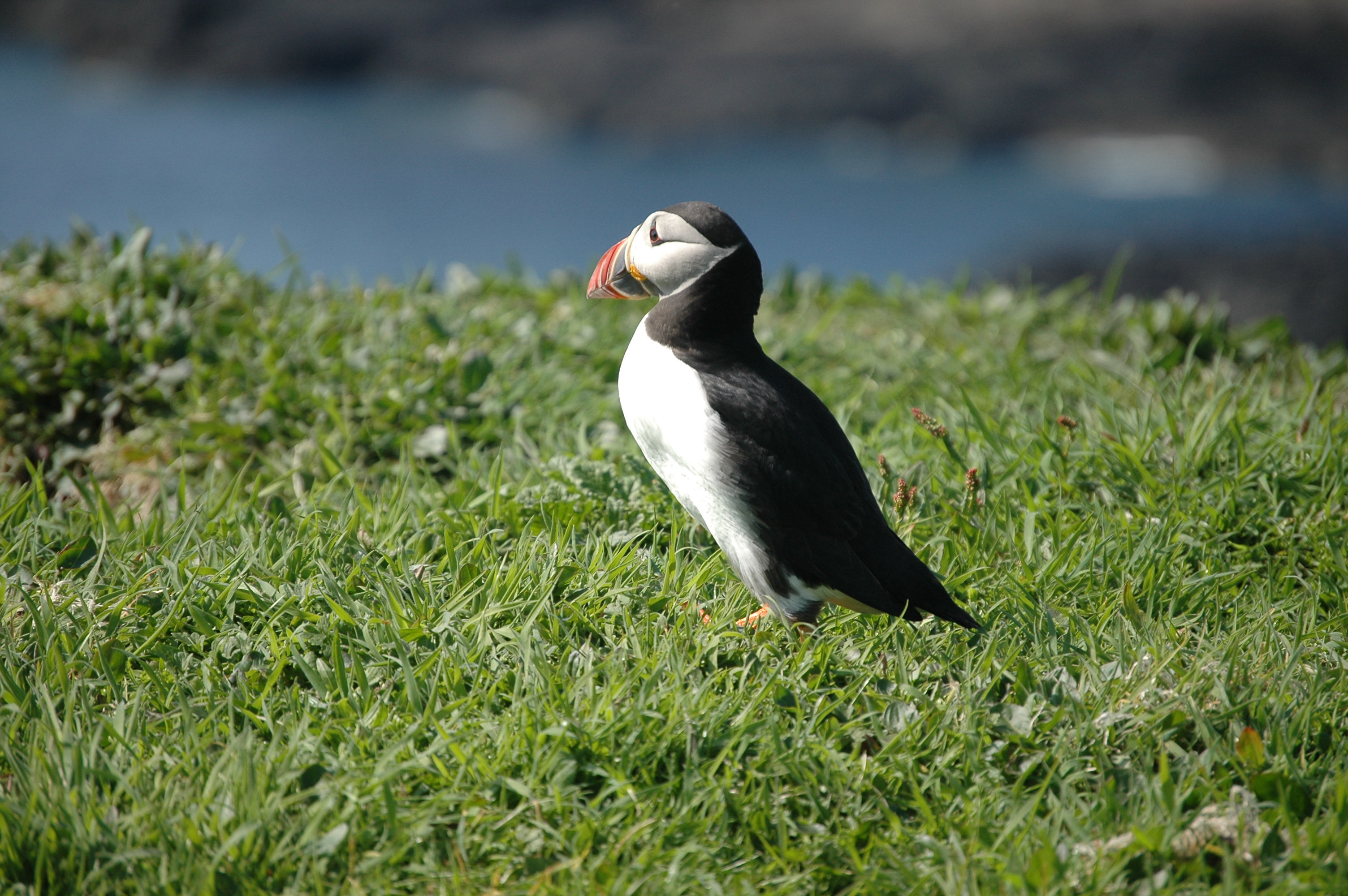 photos/wildlife/Bird_Species/070-Auks/1764-Atlantic_Puffin/20080515-Lunga-20.jpg