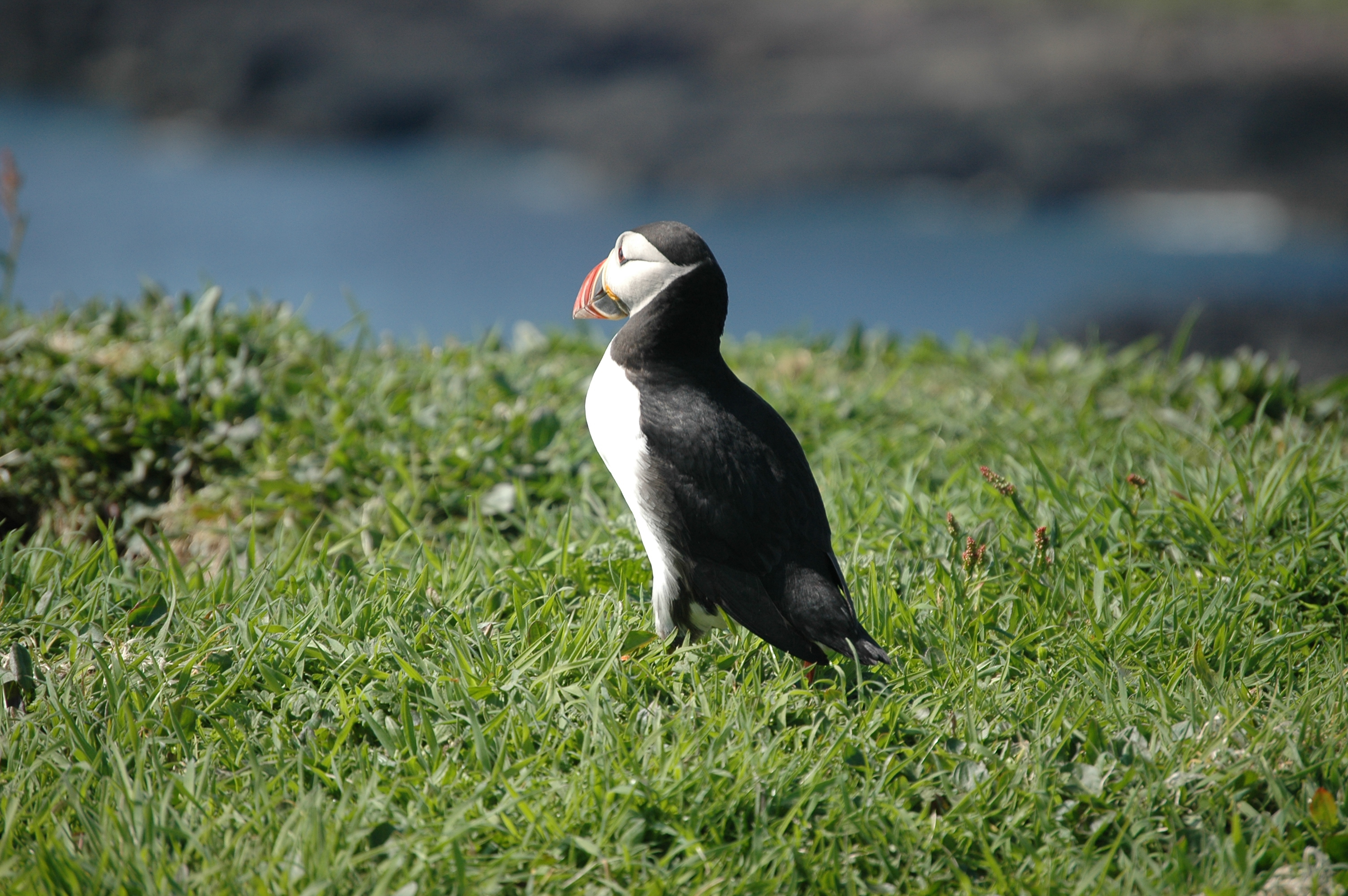 photos/wildlife/Bird_Species/070-Auks/1764-Atlantic_Puffin/20080515-Lunga-21.jpg