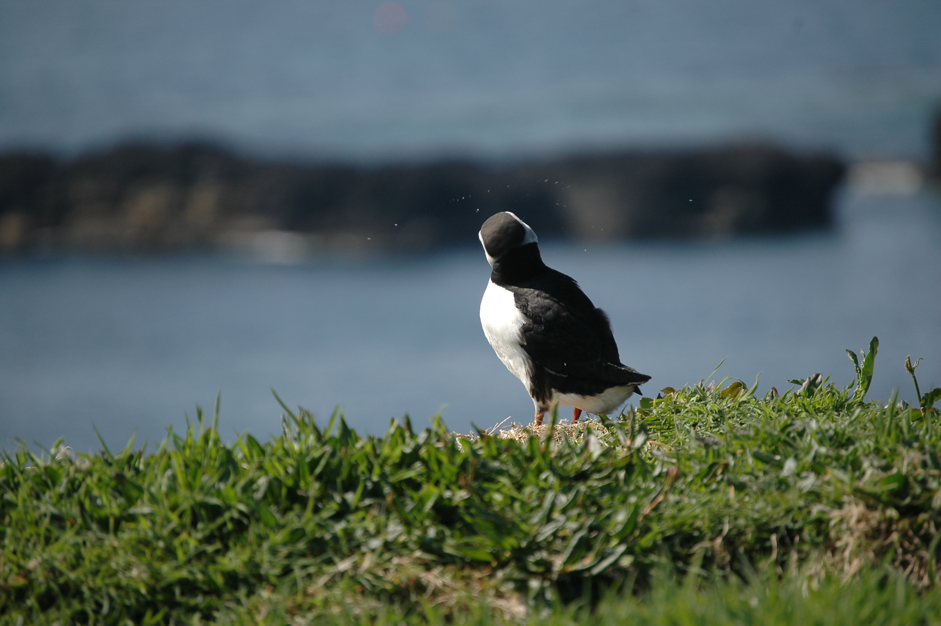 photos/wildlife/Bird_Species/070-Auks/1764-Atlantic_Puffin/20080515-Lunga-22.jpg