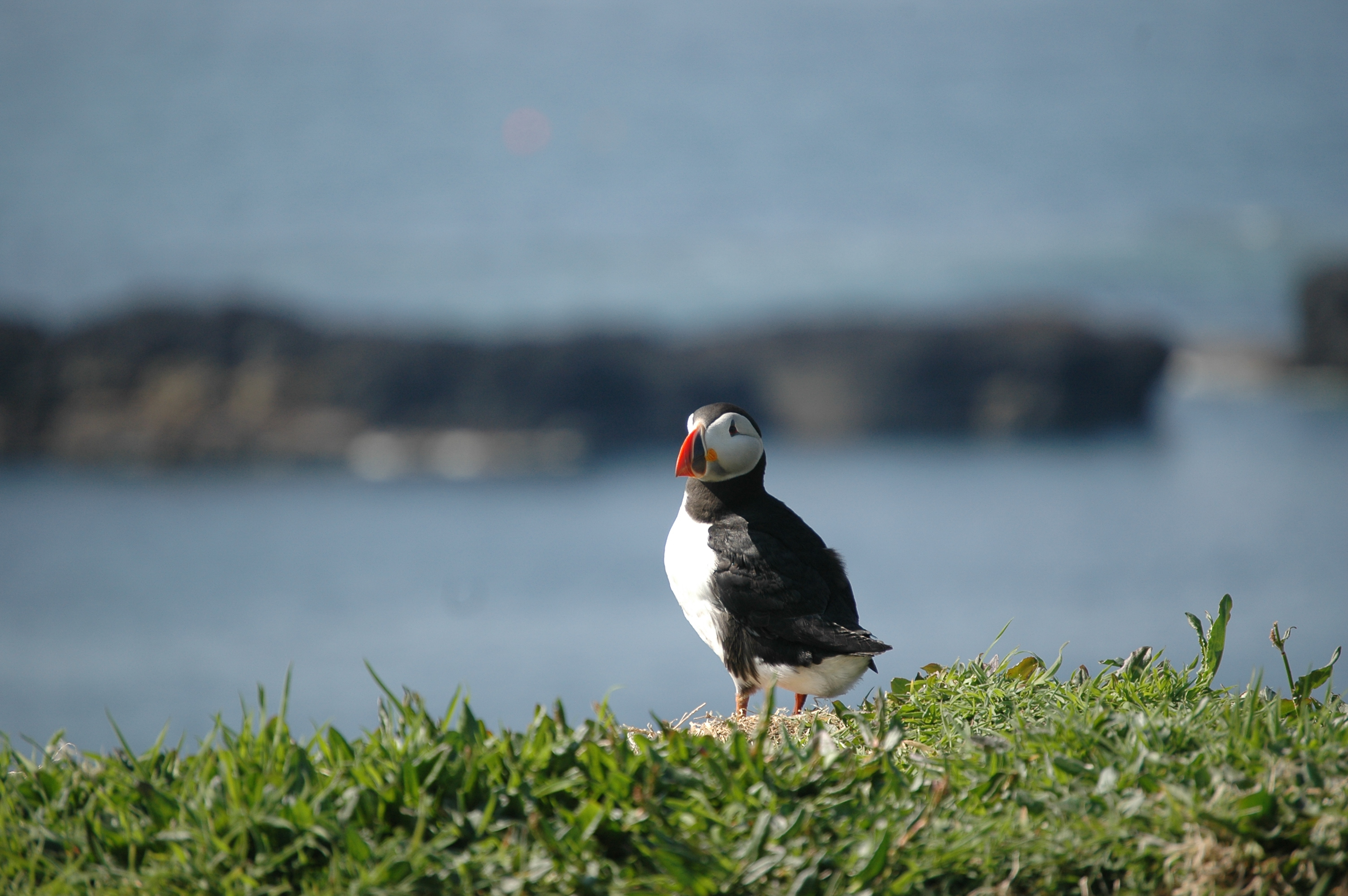 photos/wildlife/Bird_Species/070-Auks/1764-Atlantic_Puffin/20080515-Lunga-23.jpg
