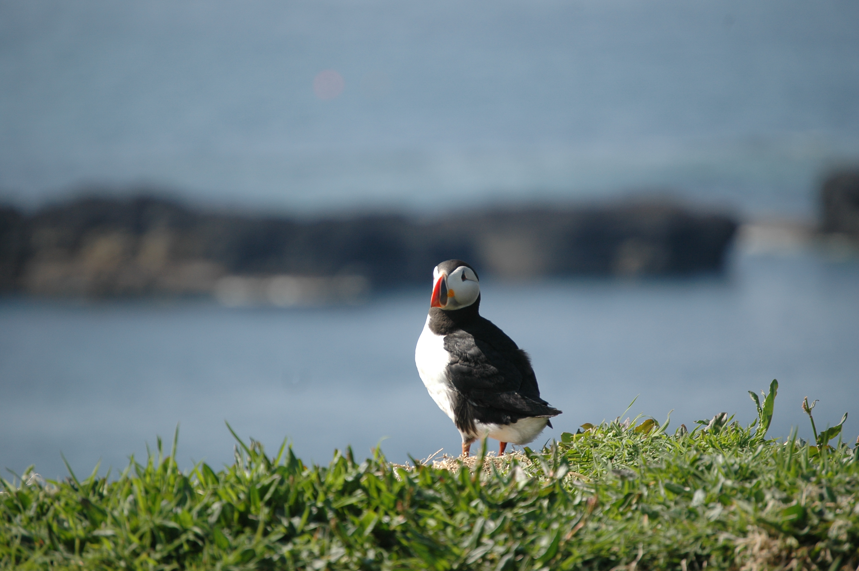 photos/wildlife/Bird_Species/070-Auks/1764-Atlantic_Puffin/20080515-Lunga-24.jpg