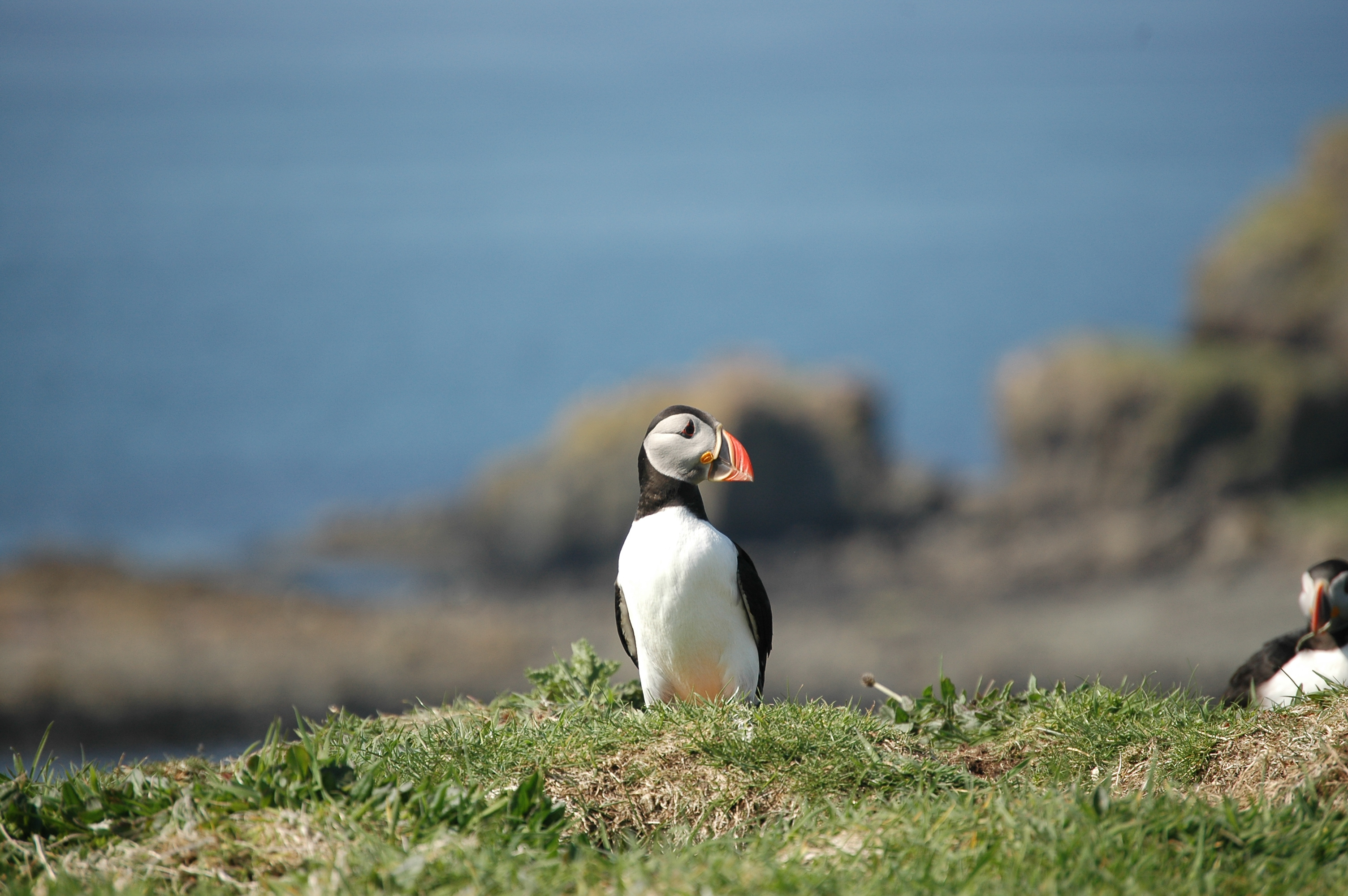 photos/wildlife/Bird_Species/070-Auks/1764-Atlantic_Puffin/20080515-Lunga-25.jpg