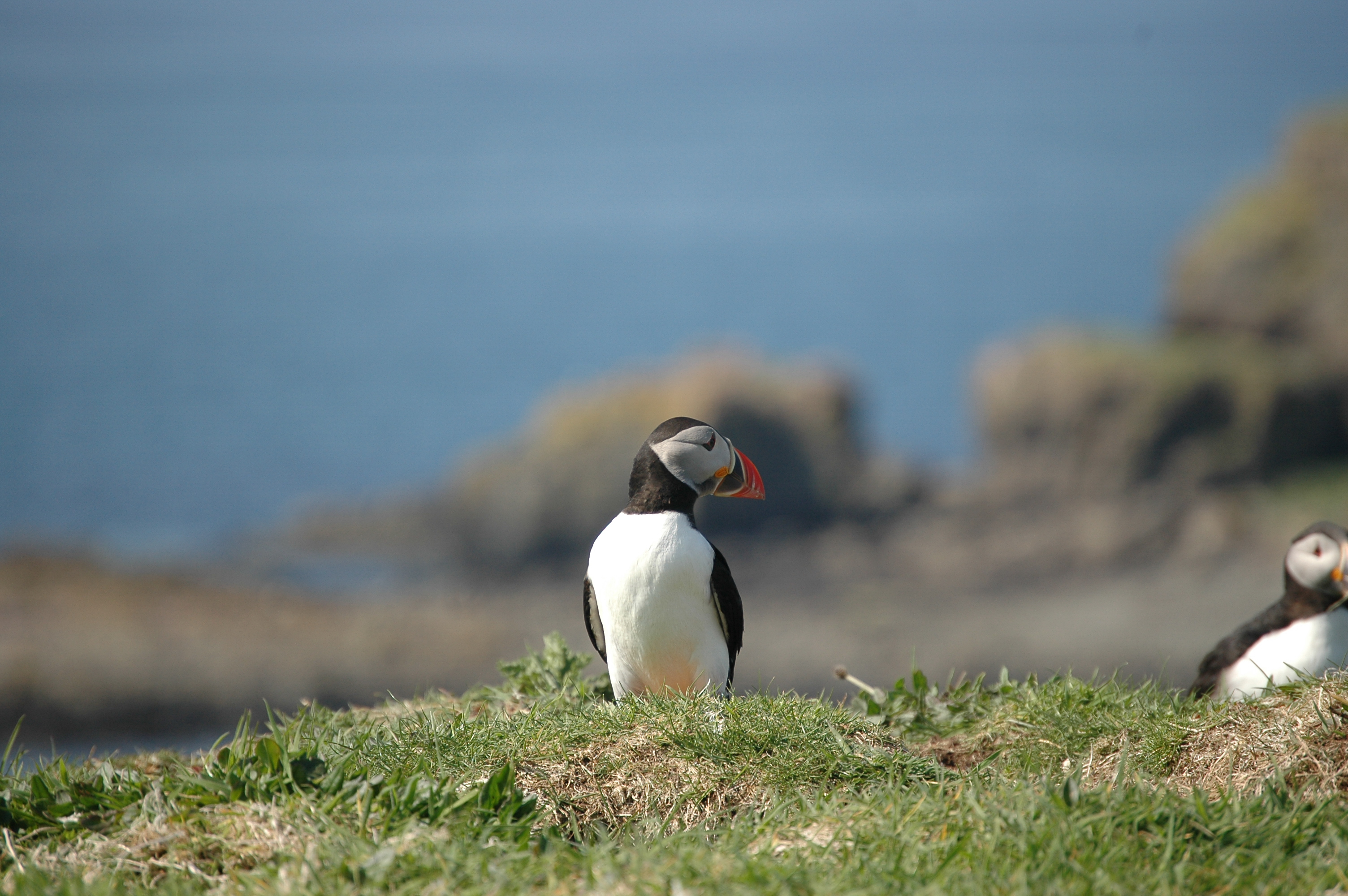 photos/wildlife/Bird_Species/070-Auks/1764-Atlantic_Puffin/20080515-Lunga-26.jpg