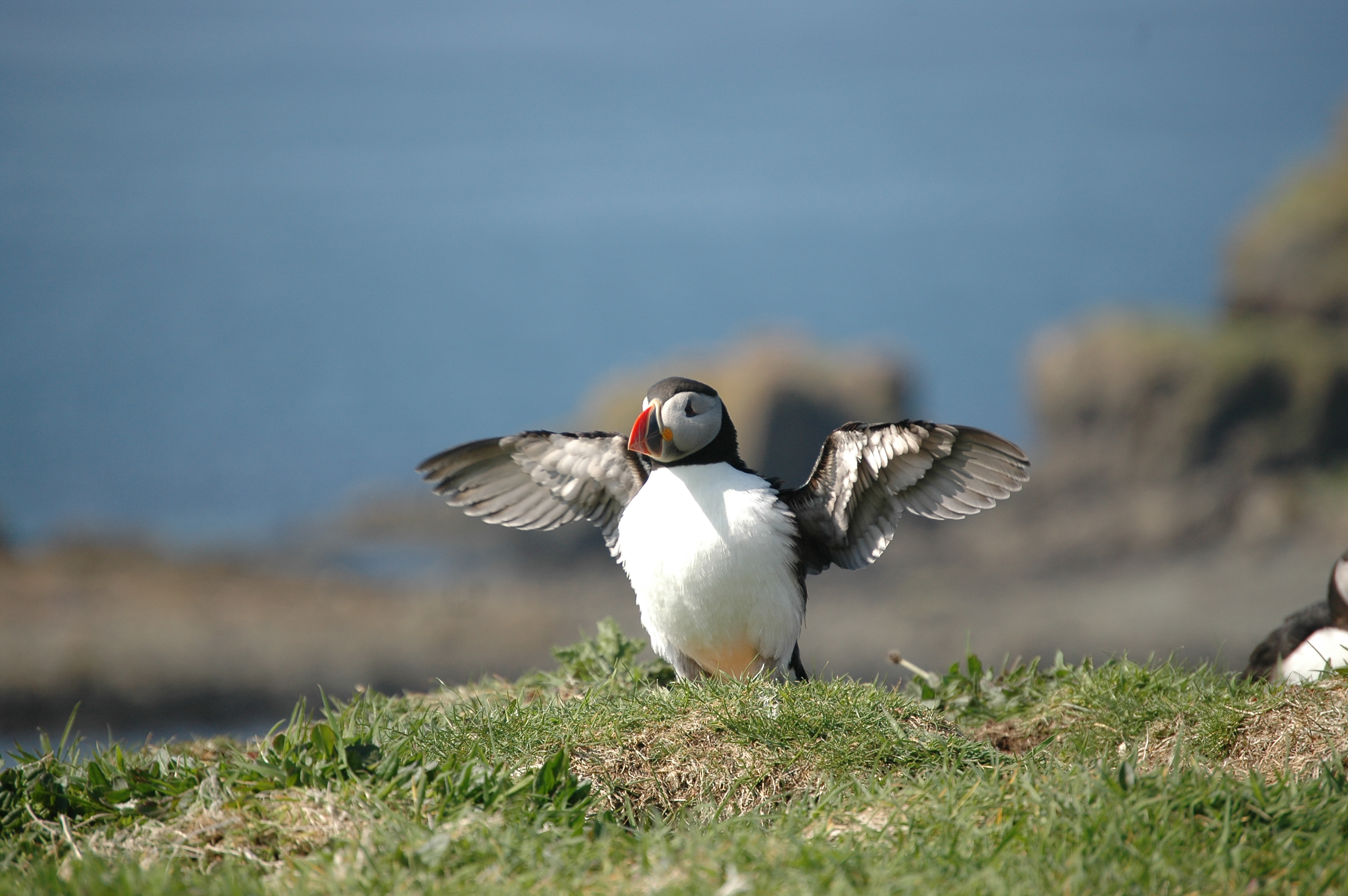 photos/wildlife/Bird_Species/070-Auks/1764-Atlantic_Puffin/20080515-Lunga-27.jpg