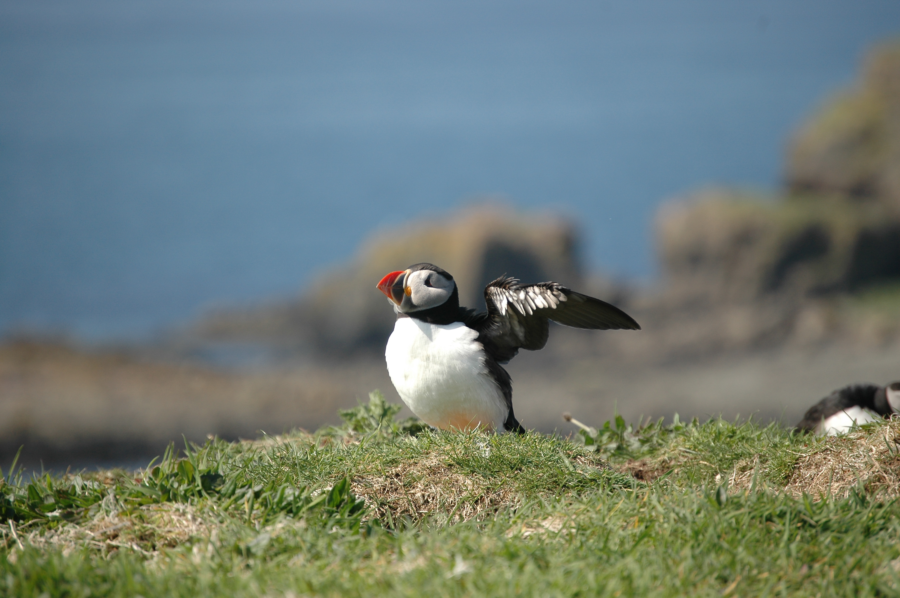 photos/wildlife/Bird_Species/070-Auks/1764-Atlantic_Puffin/20080515-Lunga-28.jpg