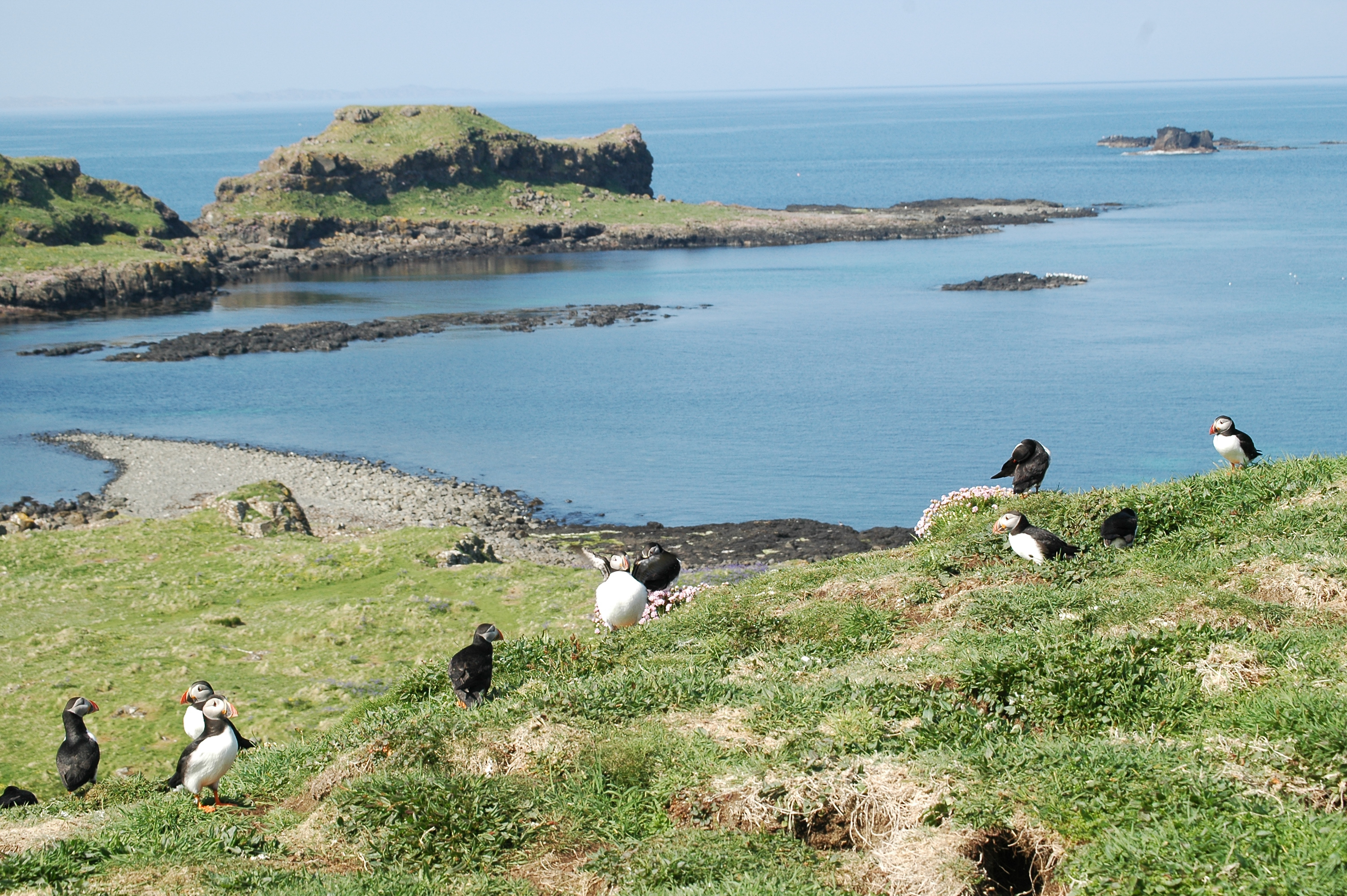 photos/wildlife/Bird_Species/070-Auks/1764-Atlantic_Puffin/20080515-Lunga-29.jpg