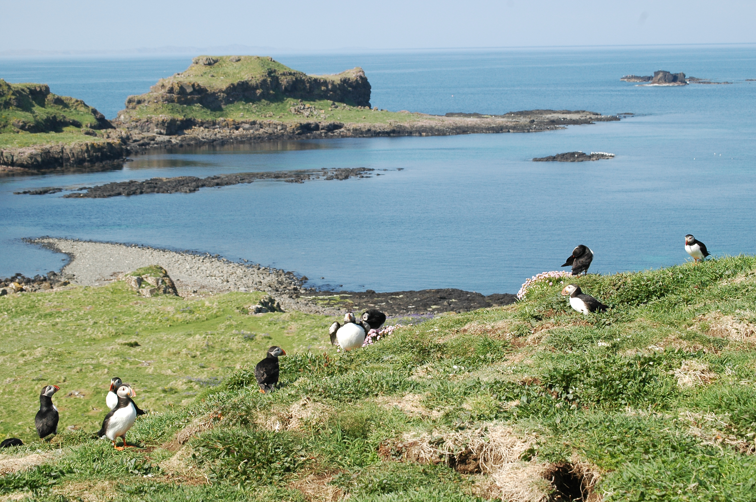 photos/wildlife/Bird_Species/070-Auks/1764-Atlantic_Puffin/20080515-Lunga-30.jpg