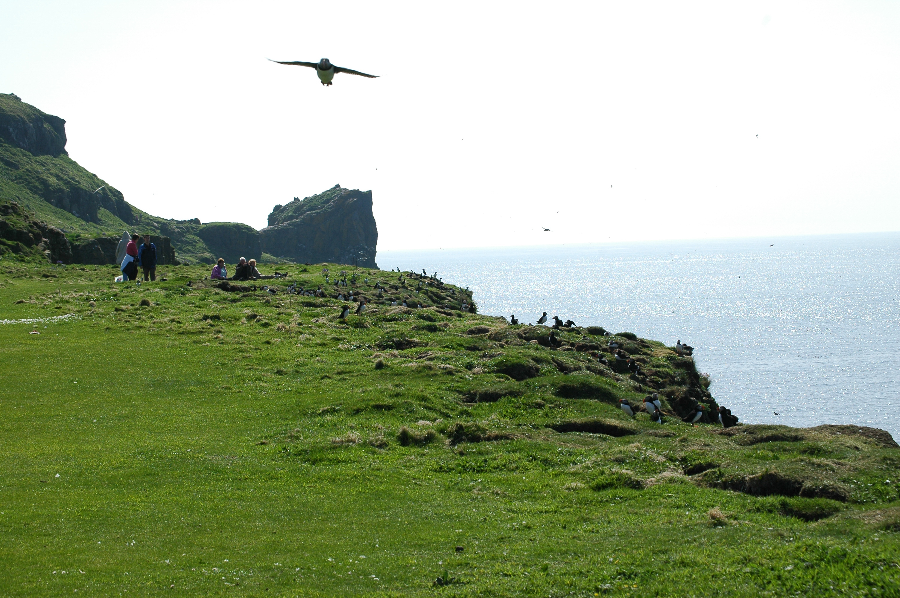 photos/wildlife/Bird_Species/070-Auks/1764-Atlantic_Puffin/20080515-Lunga-31.jpg