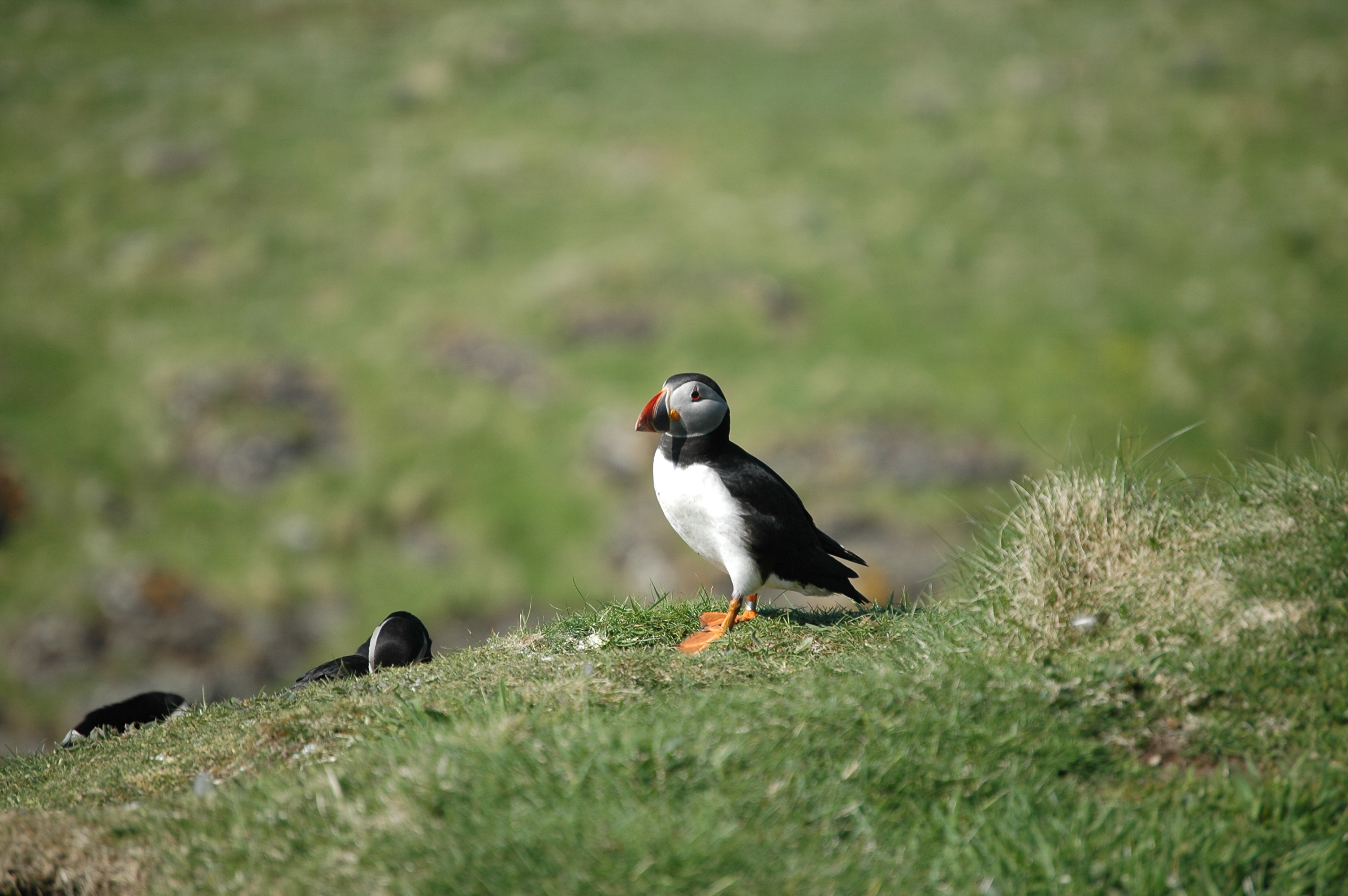 photos/wildlife/Bird_Species/070-Auks/1764-Atlantic_Puffin/20080515-Lunga-33.jpg