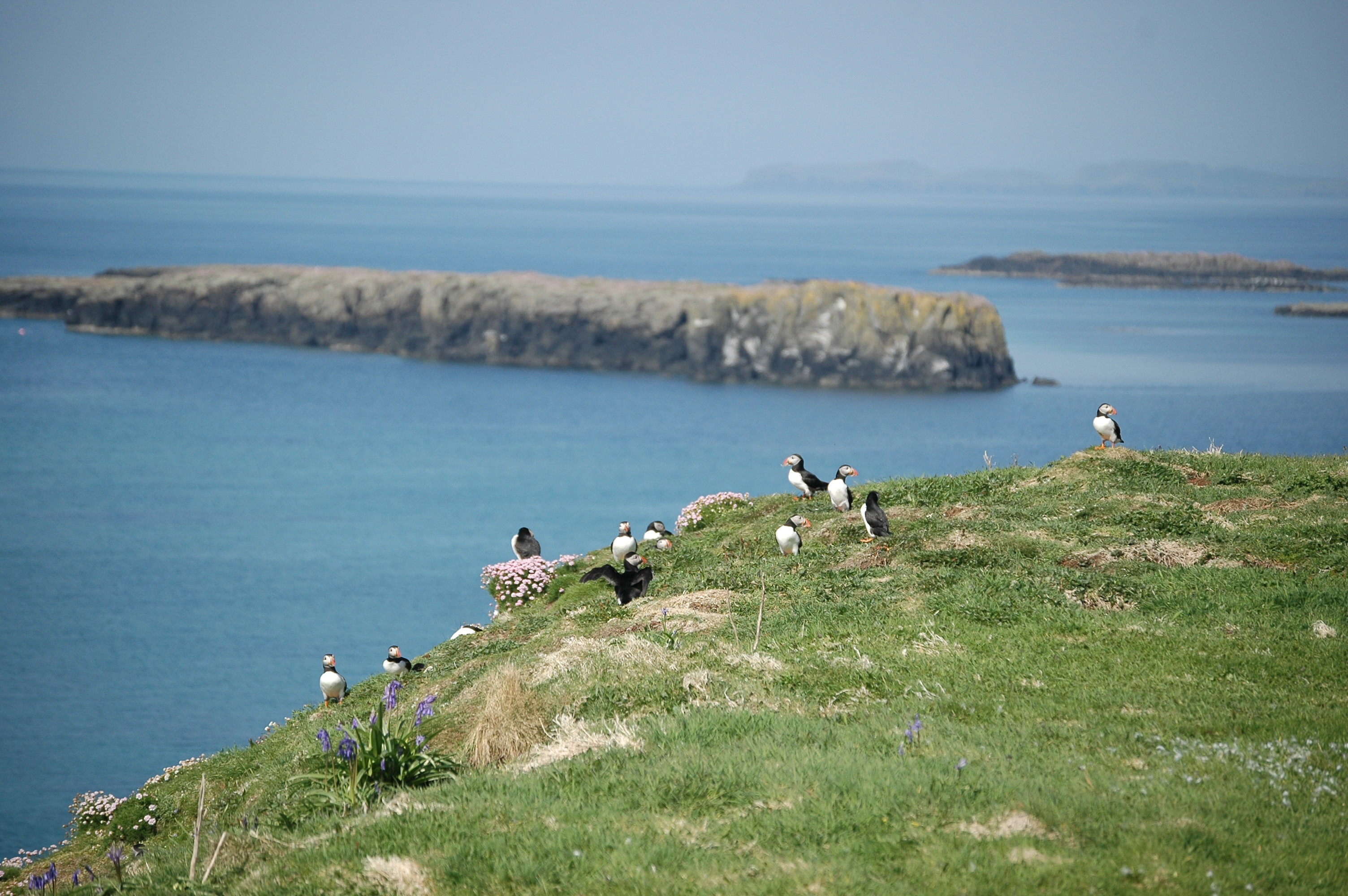 photos/wildlife/Bird_Species/070-Auks/1764-Atlantic_Puffin/20080515-Lunga-34.jpg