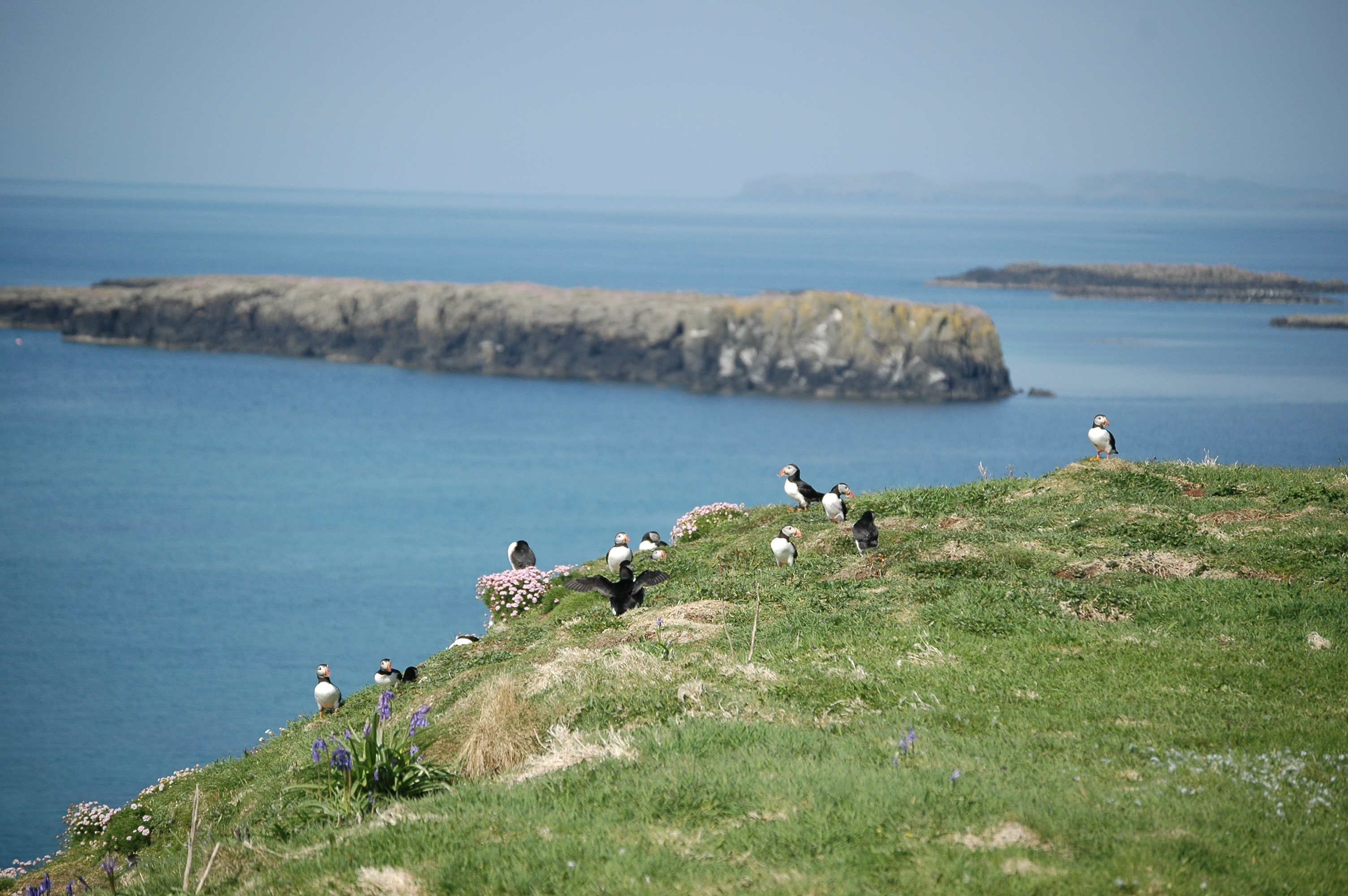 photos/wildlife/Bird_Species/070-Auks/1764-Atlantic_Puffin/20080515-Lunga-35.jpg