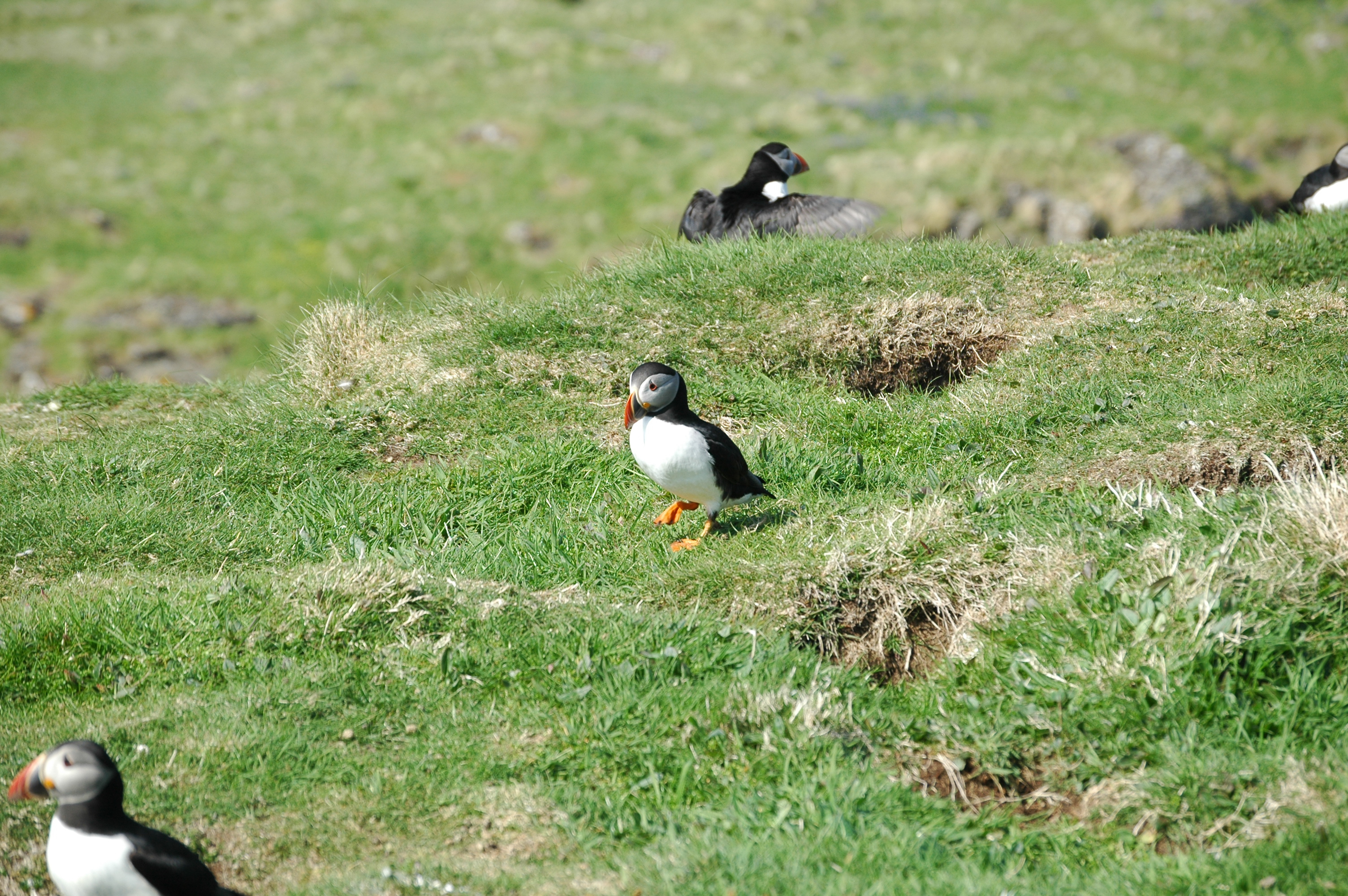 photos/wildlife/Bird_Species/070-Auks/1764-Atlantic_Puffin/20080515-Lunga-36.jpg