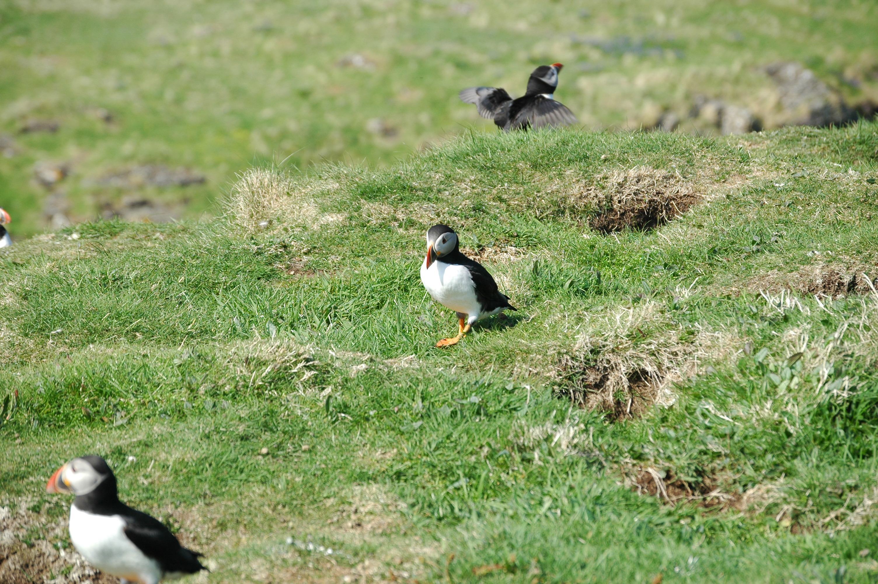 photos/wildlife/Bird_Species/070-Auks/1764-Atlantic_Puffin/20080515-Lunga-37.jpg