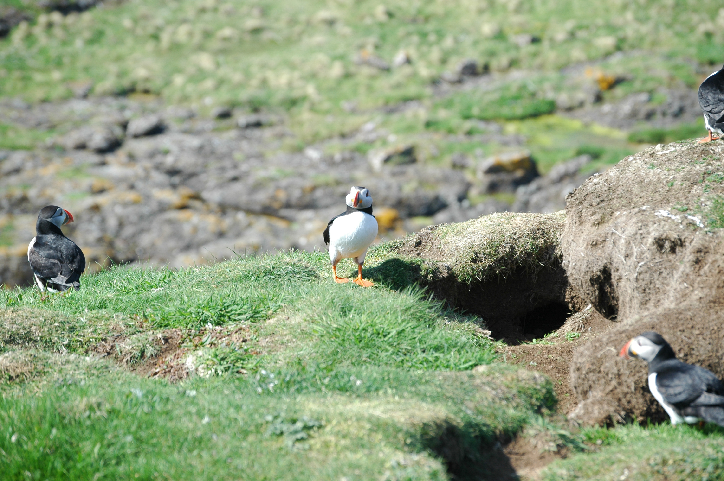 photos/wildlife/Bird_Species/070-Auks/1764-Atlantic_Puffin/20080515-Lunga-38.jpg