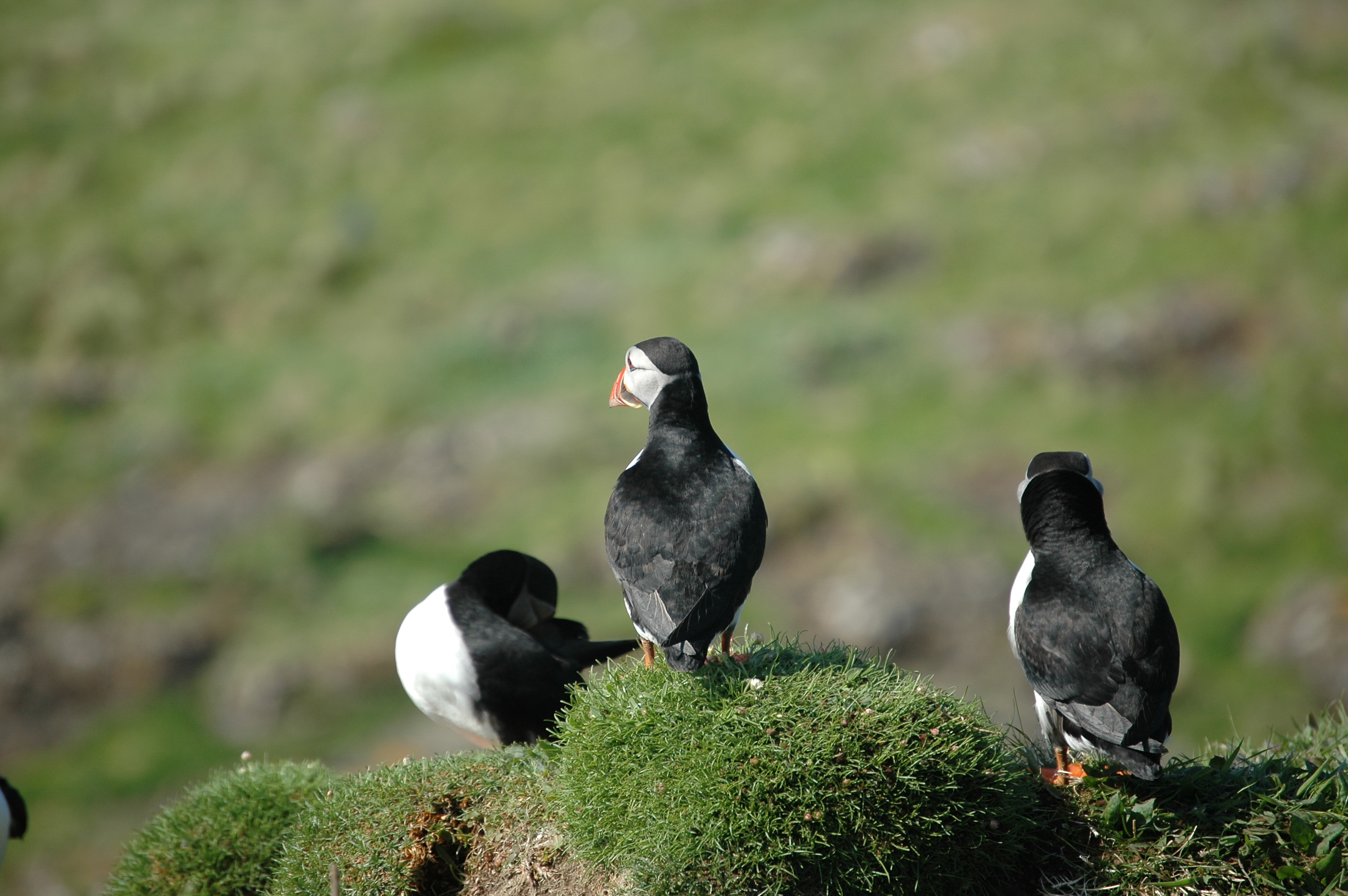 photos/wildlife/Bird_Species/070-Auks/1764-Atlantic_Puffin/20080515-Lunga-39.jpg