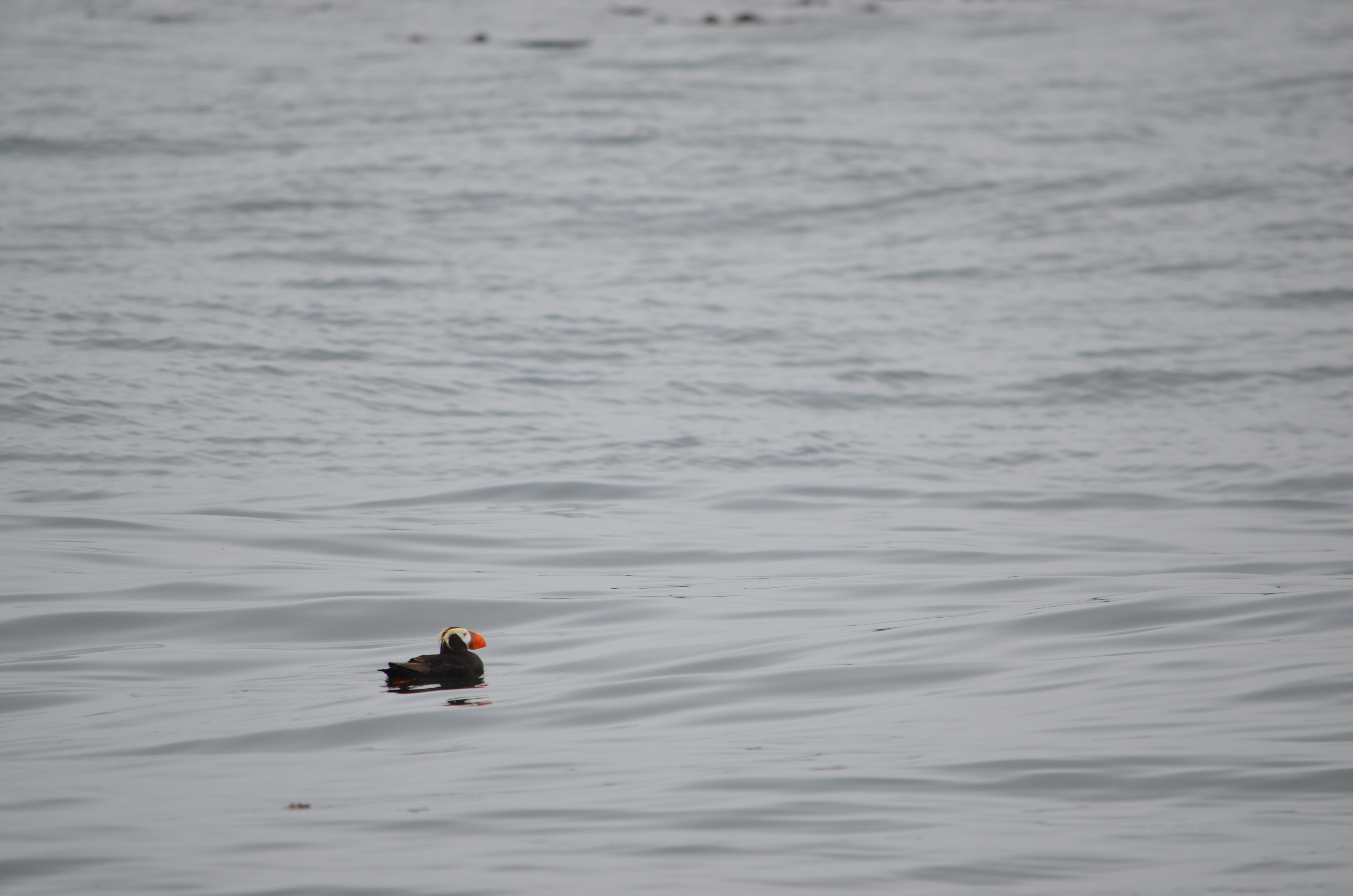 photos/wildlife/Bird_Species/070-Auks/1766-Tufted_Puffin/DSC_0315.JPG