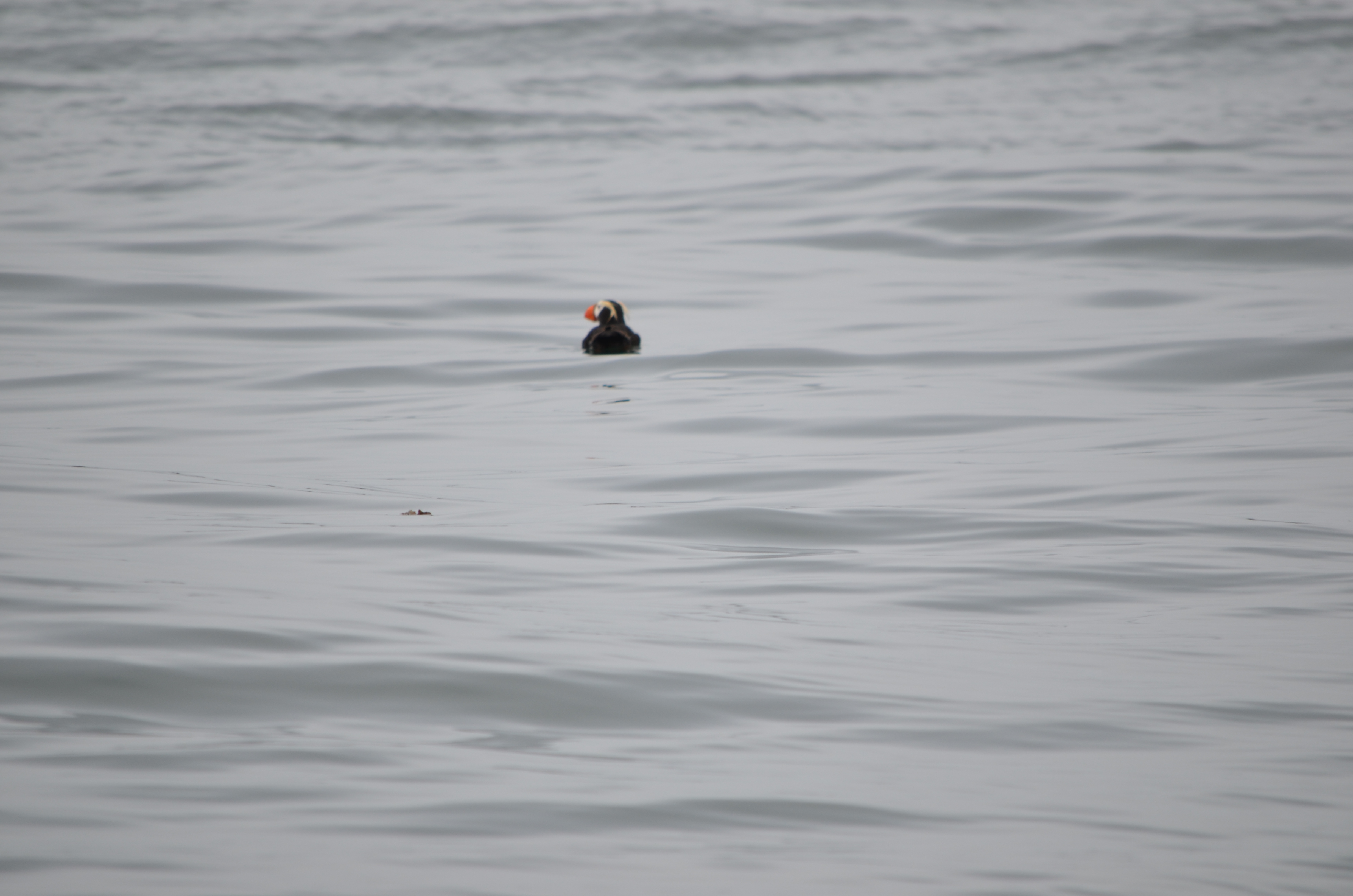 photos/wildlife/Bird_Species/070-Auks/1766-Tufted_Puffin/DSC_0316.JPG