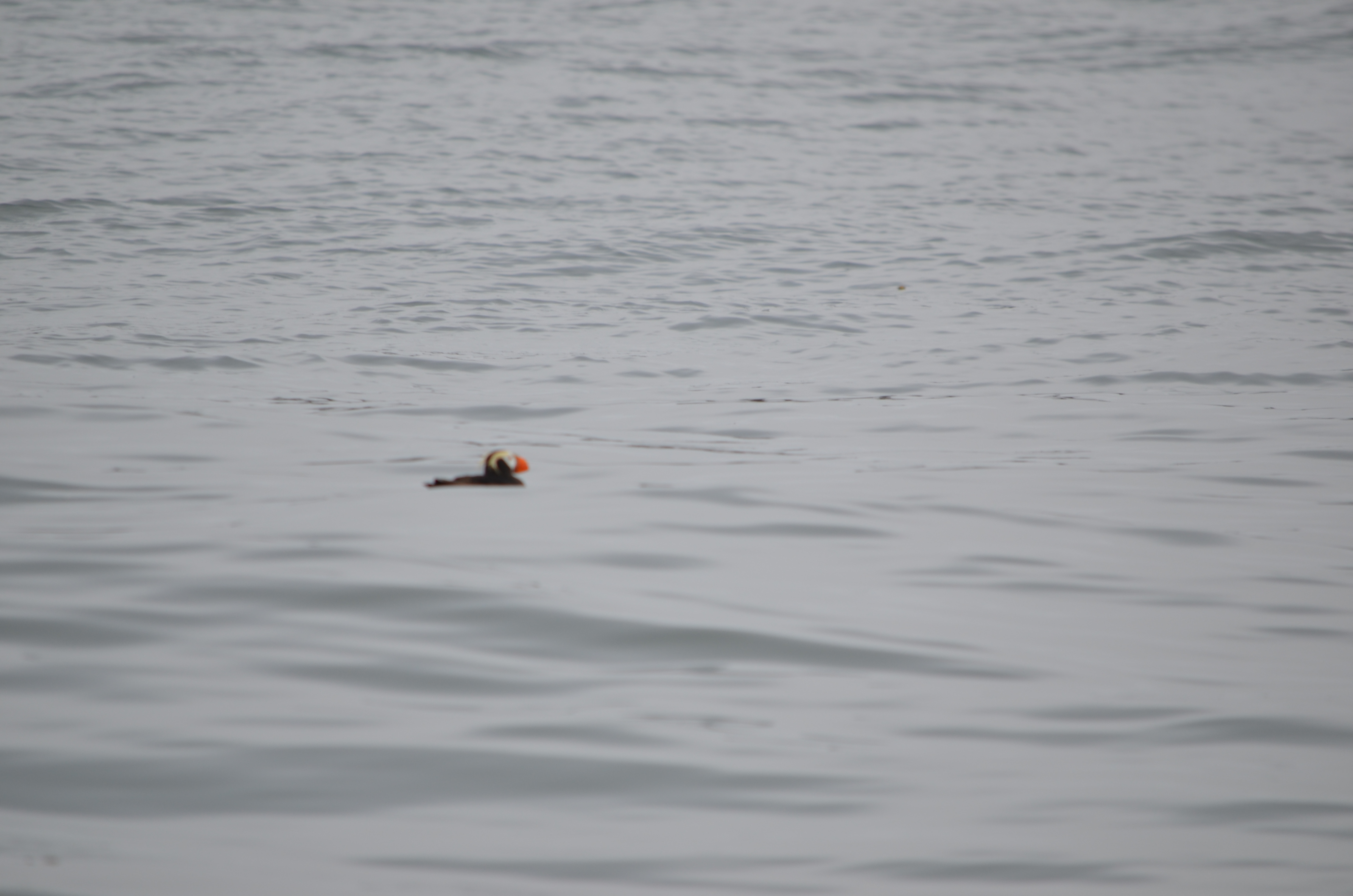 photos/wildlife/Bird_Species/070-Auks/1766-Tufted_Puffin/DSC_0317.JPG