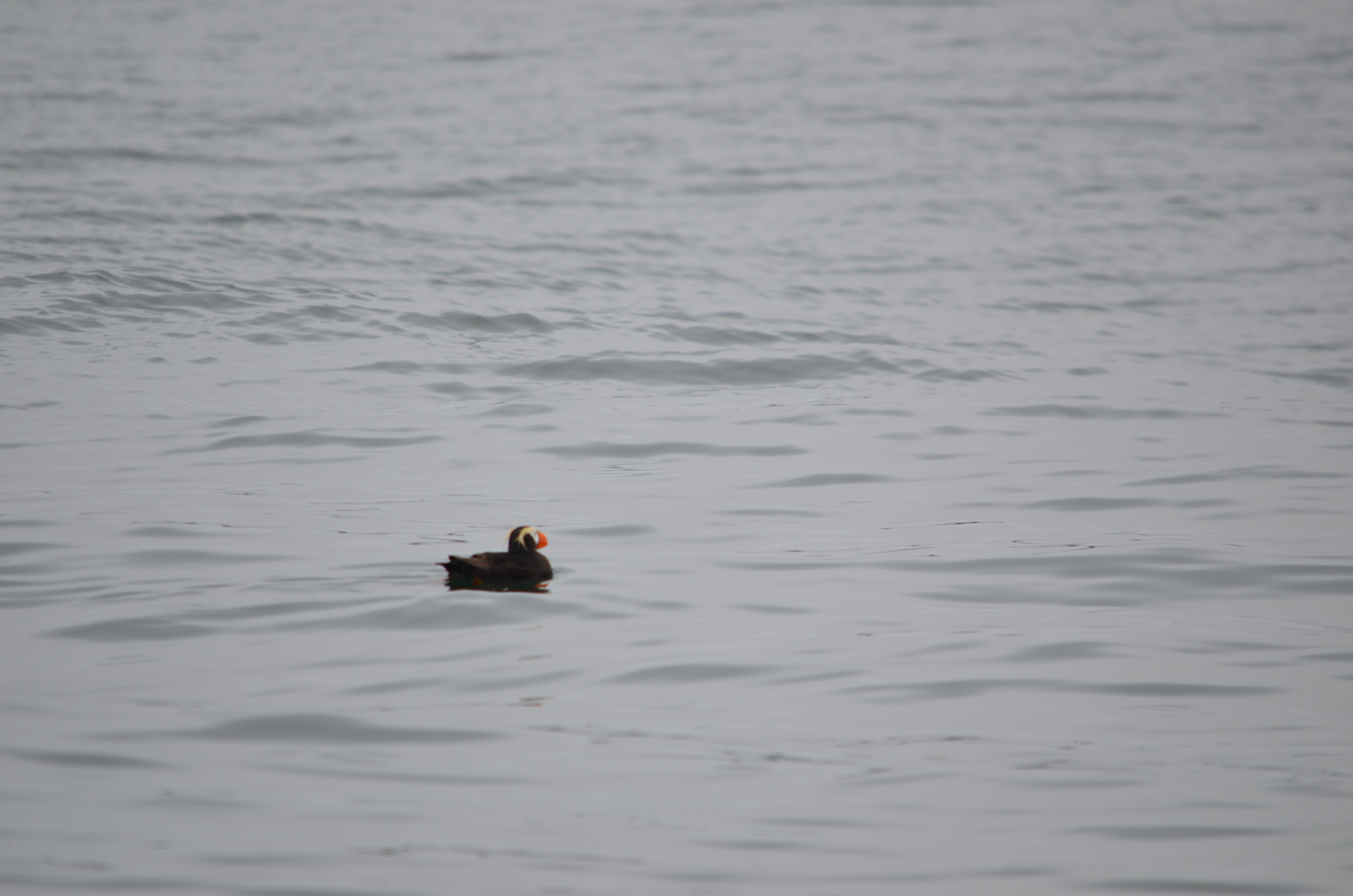 photos/wildlife/Bird_Species/070-Auks/1766-Tufted_Puffin/DSC_0318.JPG