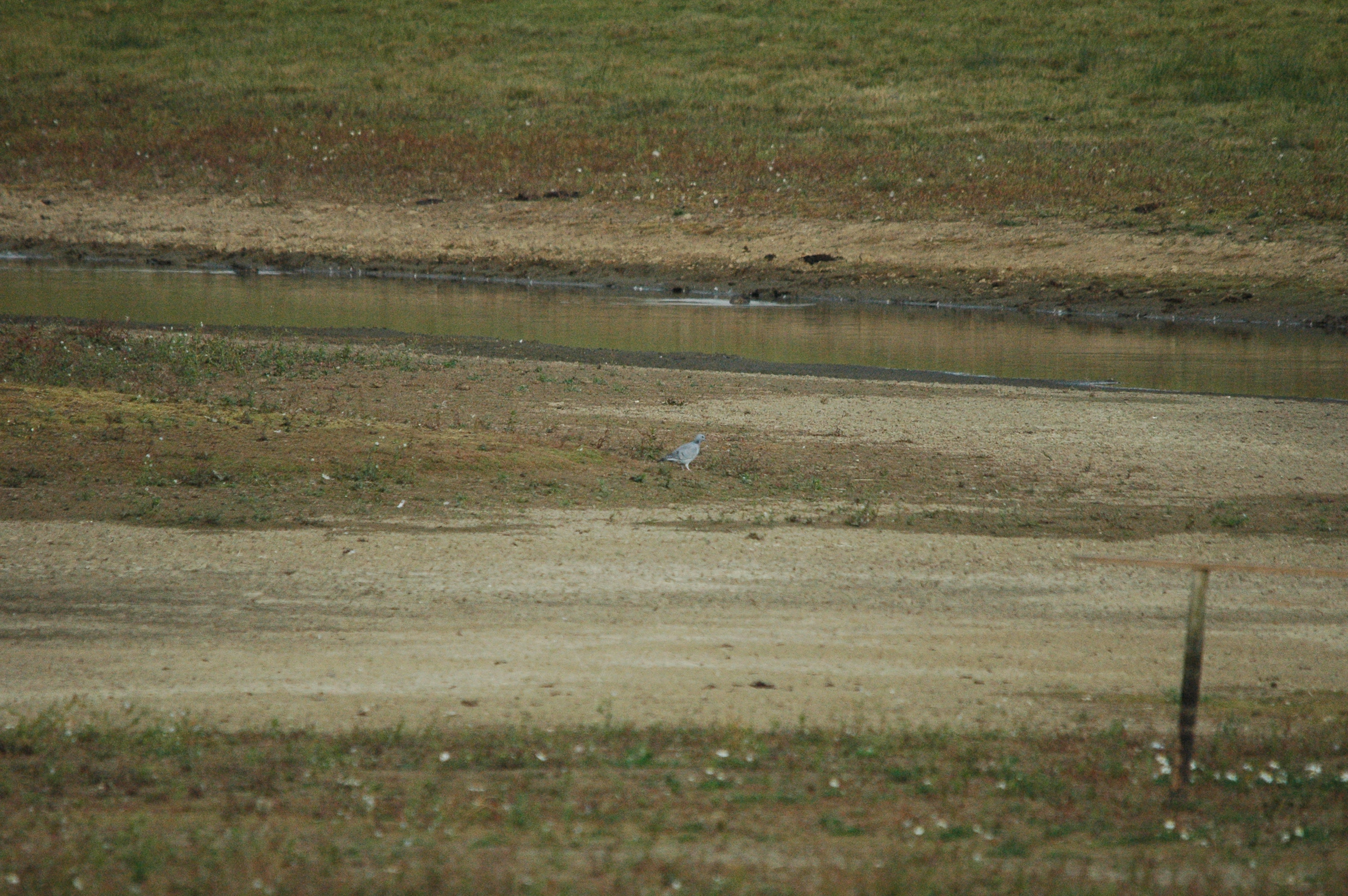 photos/wildlife/Bird_Species/073-Pigeons-Doves/1791-Stock_Pigeon/dsc_1344.jpg