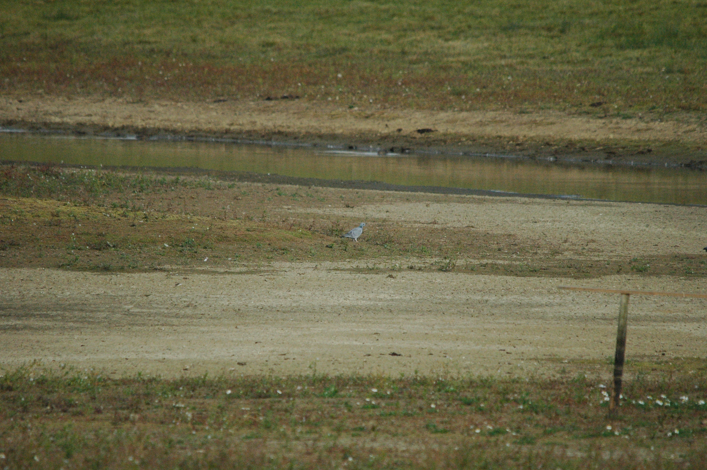 photos/wildlife/Bird_Species/073-Pigeons-Doves/1791-Stock_Pigeon/dsc_1345.jpg