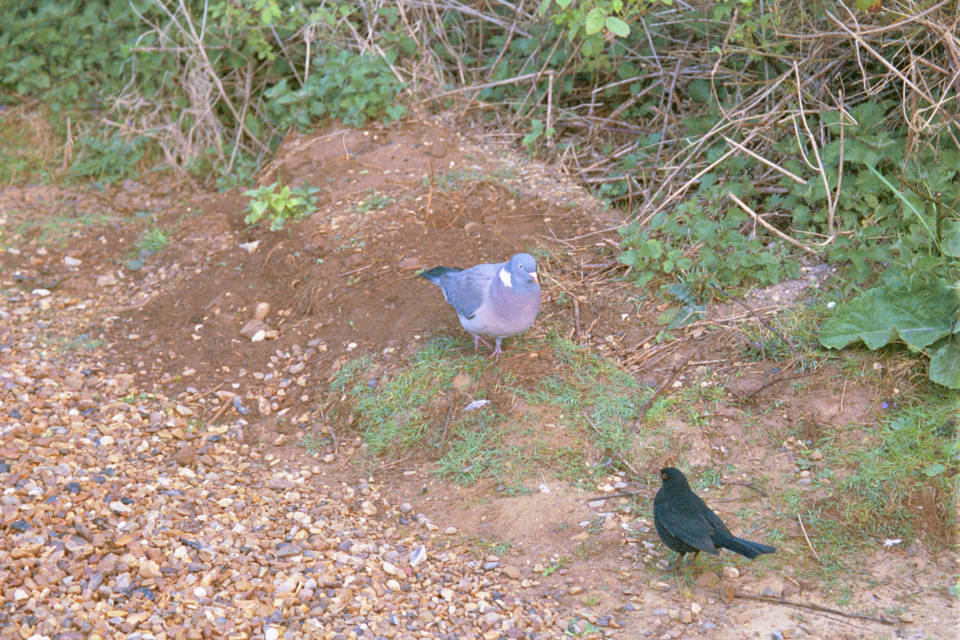 photos/wildlife/Bird_Species/073-Pigeons-Doves/1794-Common_Wood-pigeon/20020504-Titchwell-02.jpg